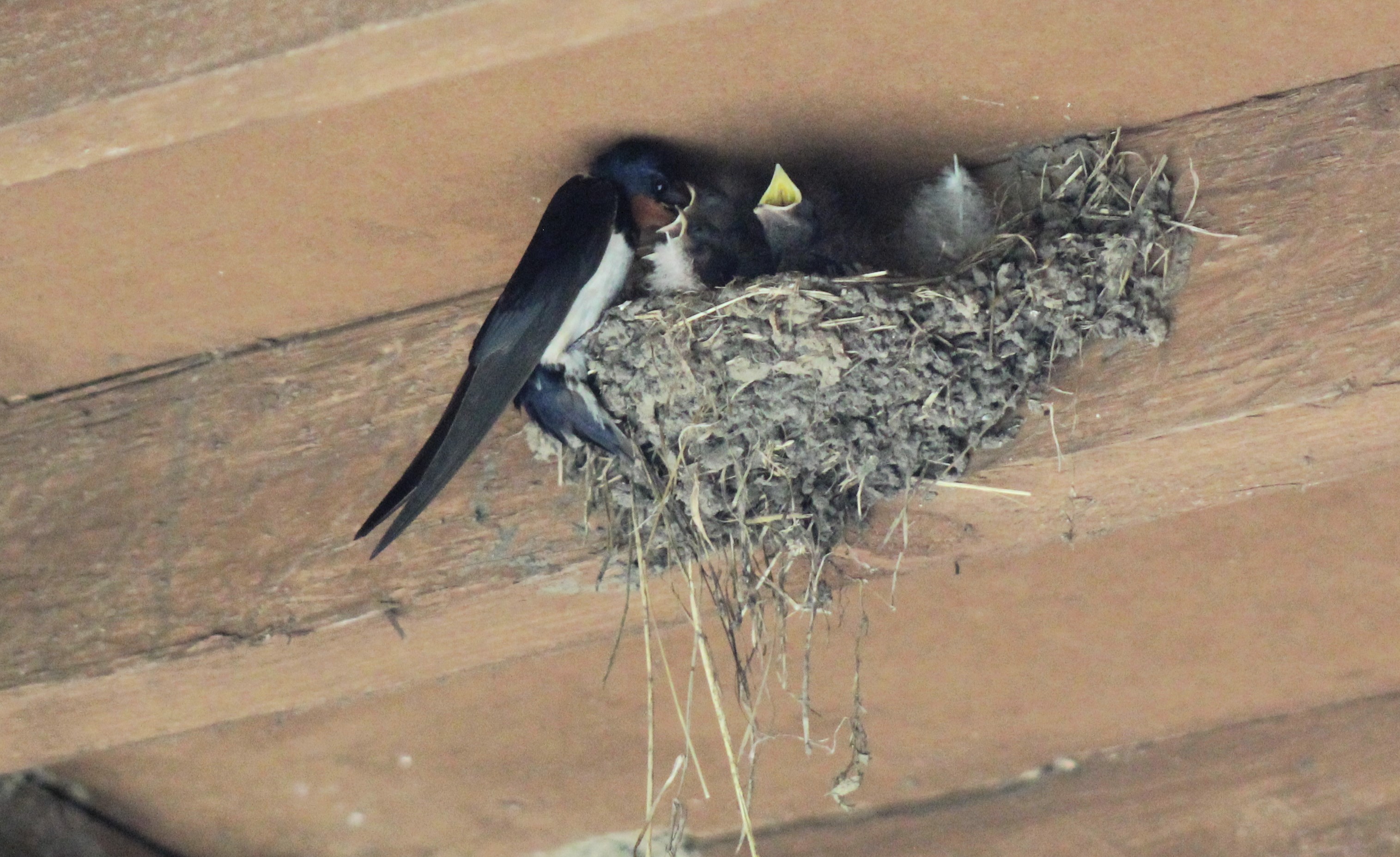 Photo of swallows in a nest