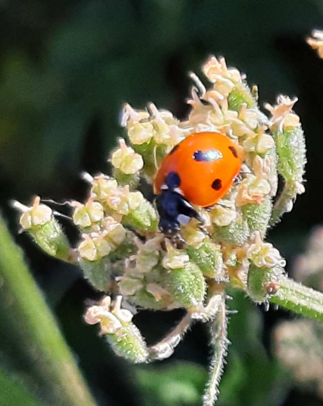 Close up photo of a ladybird