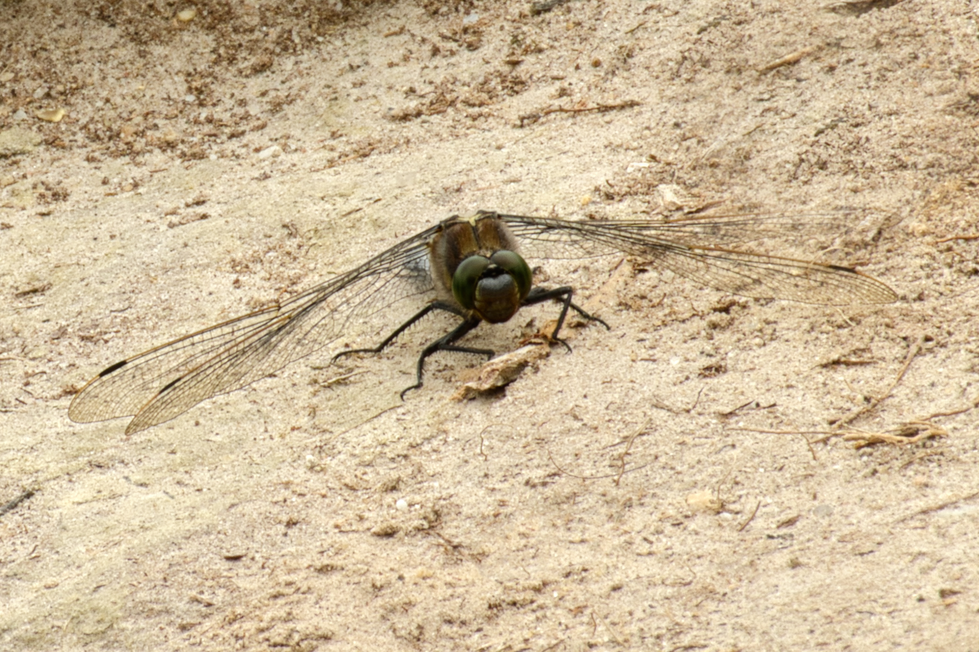 Photo of a dragonfly