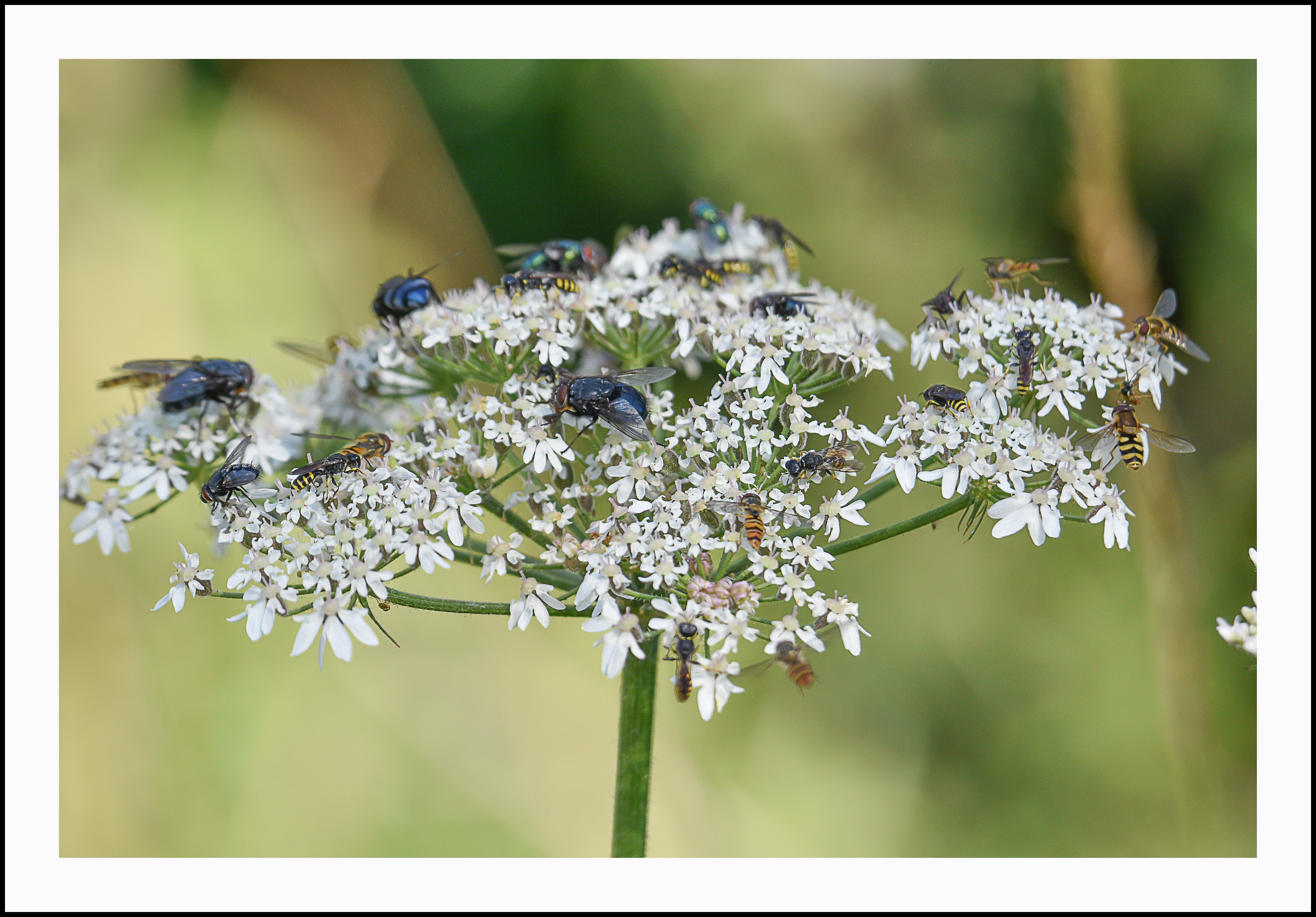 Photo of a flower head with many insects