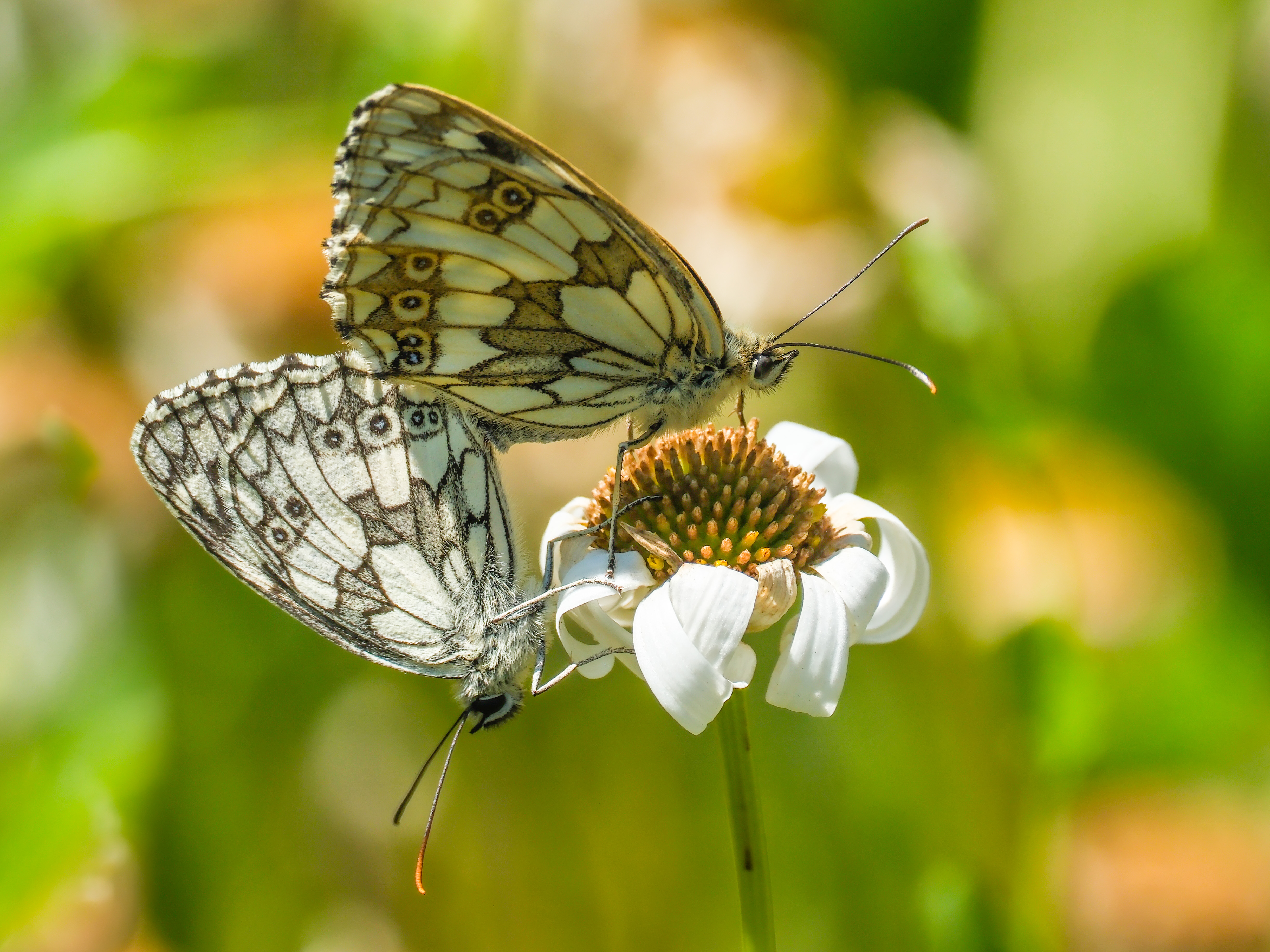 Photo of a marbled white butterflies