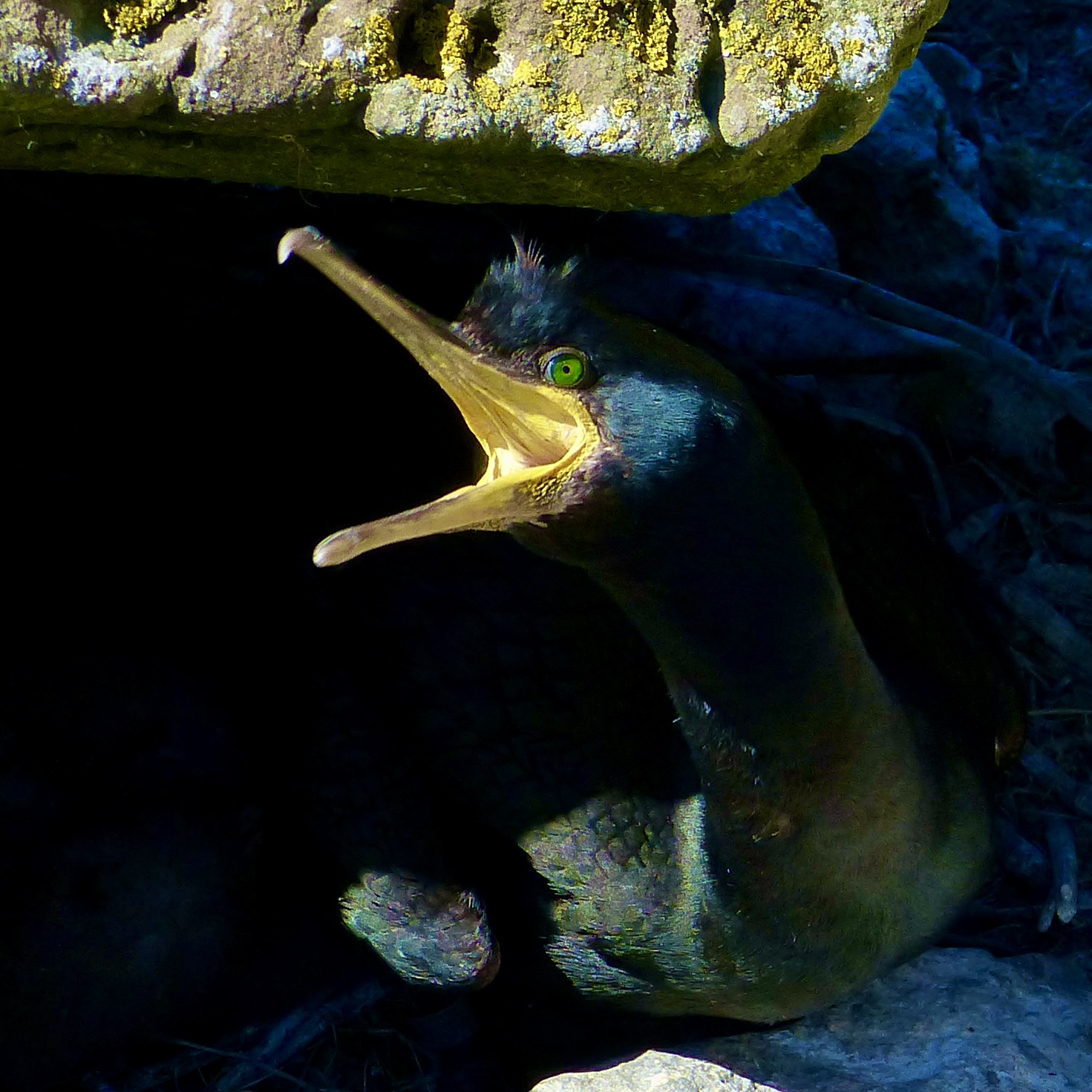 Photo of a shag with open beak
