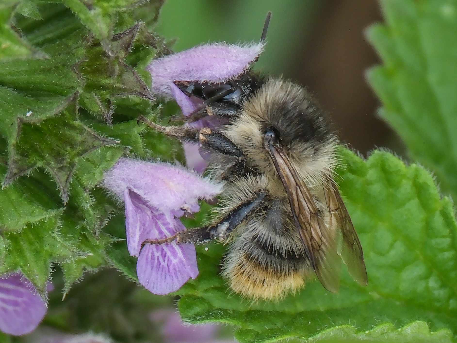 Photo of a Carder bee