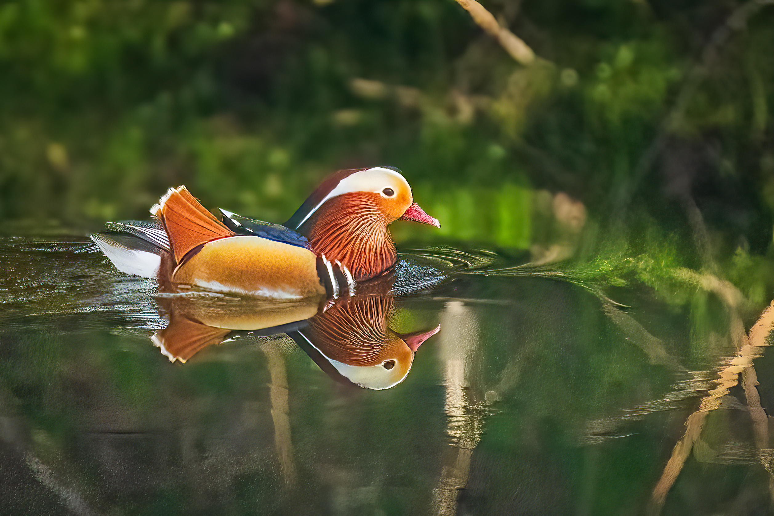 Photo of a mandarin duck