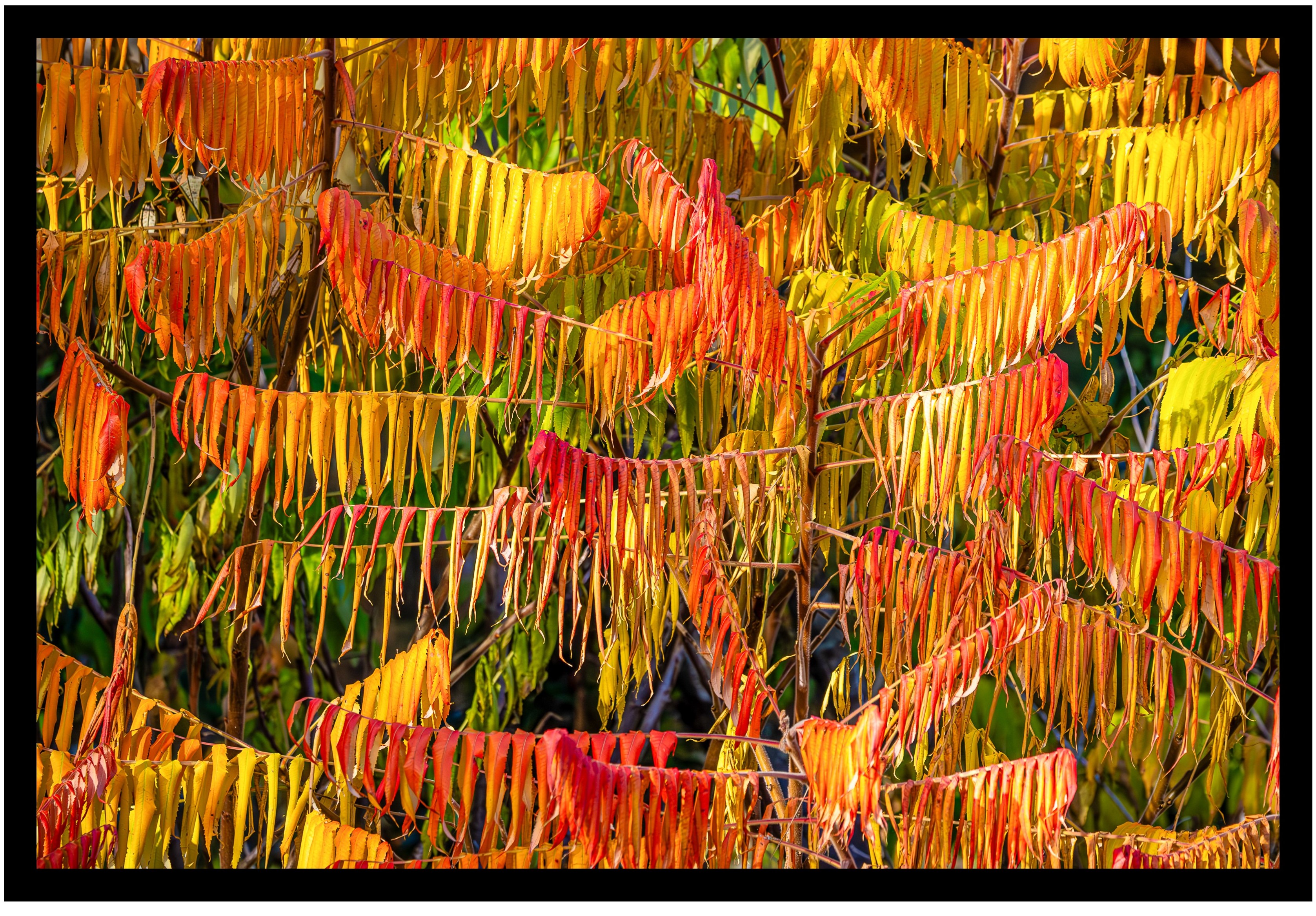 Photo of brightly coloured autumn leaves
