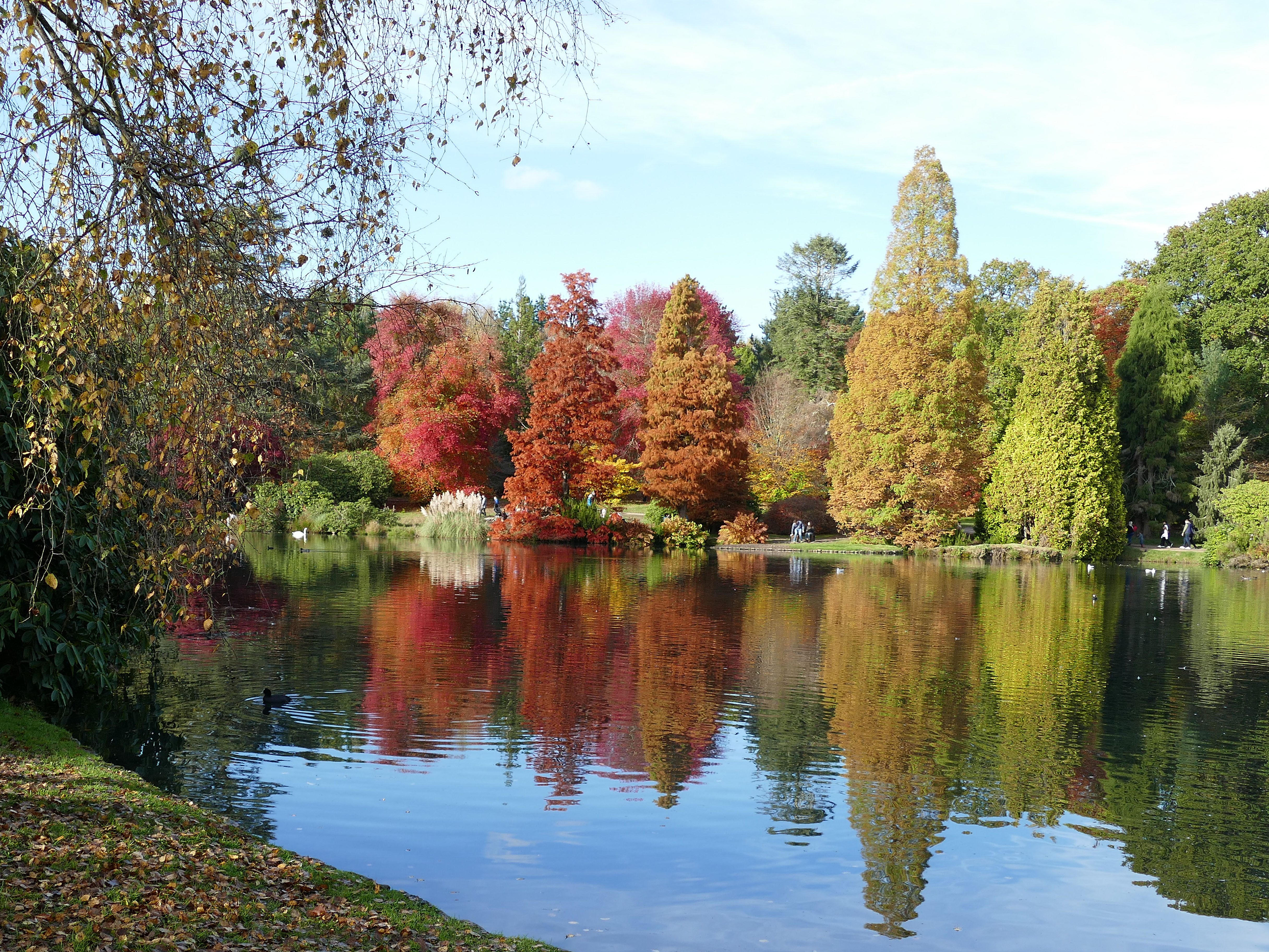 Photo of a autumn trees around a lake