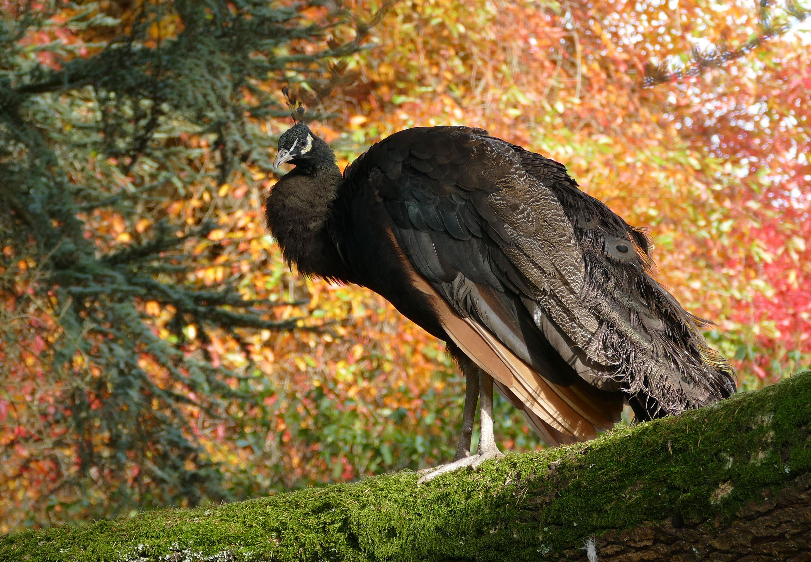 Photo of a peacock in a tree