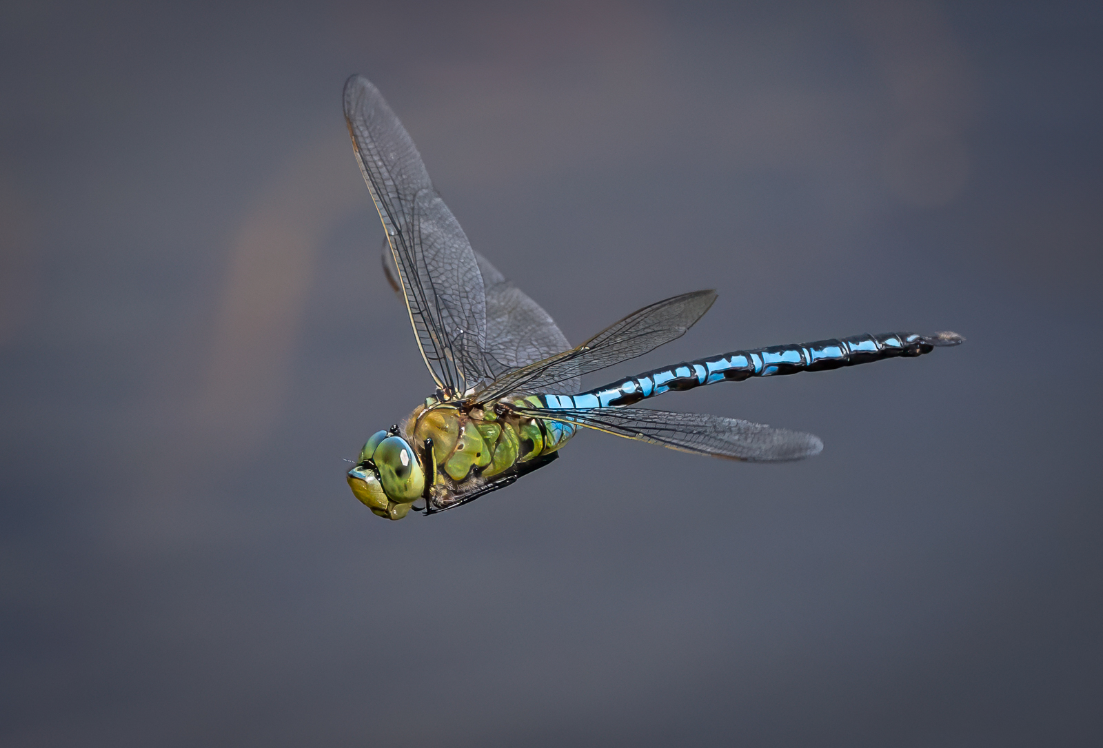 Photo of an emperor dragonfly