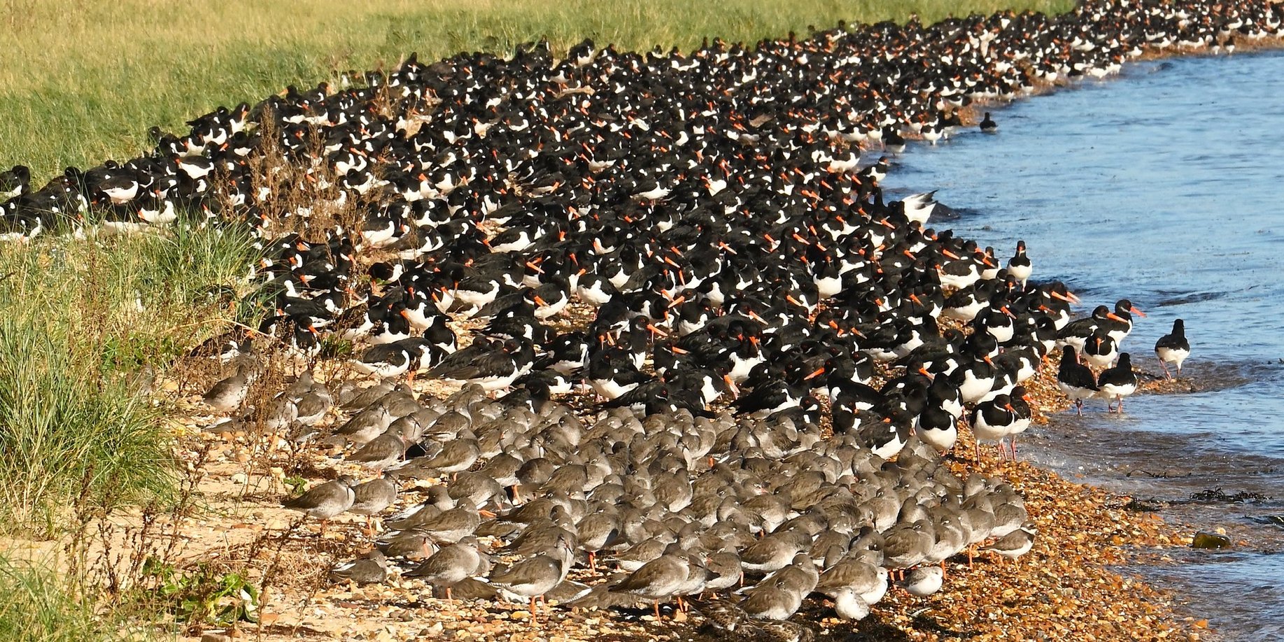 Photo of a beach crowded with birds