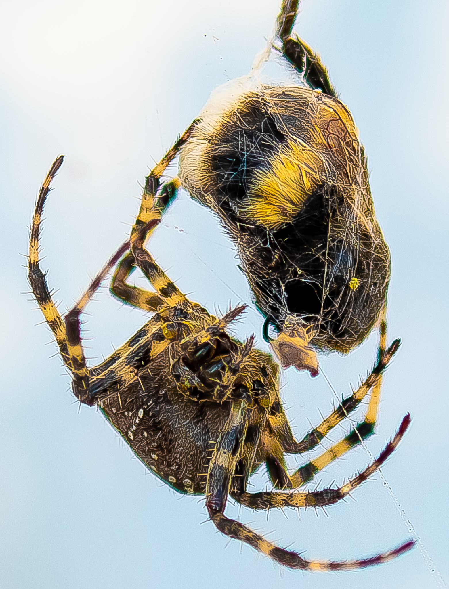Photo of a spider wrapping a bee in web