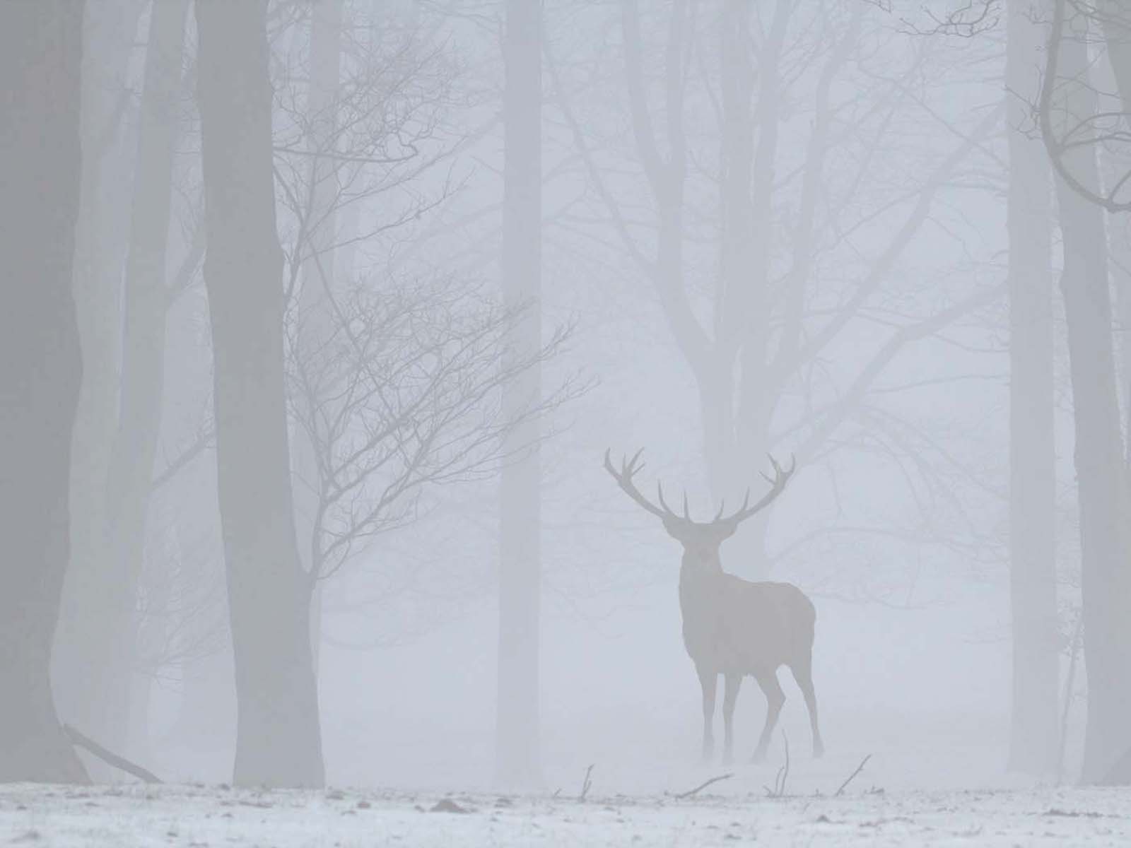 Photo of a deer in the mist