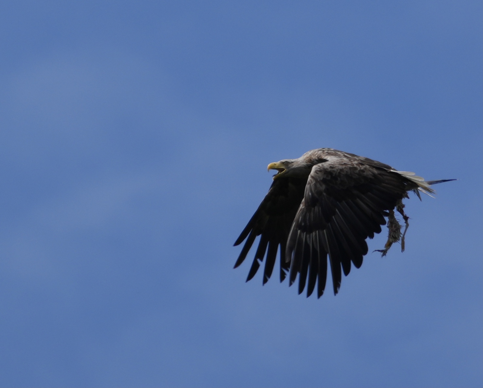 Photo of a white tailed eagle