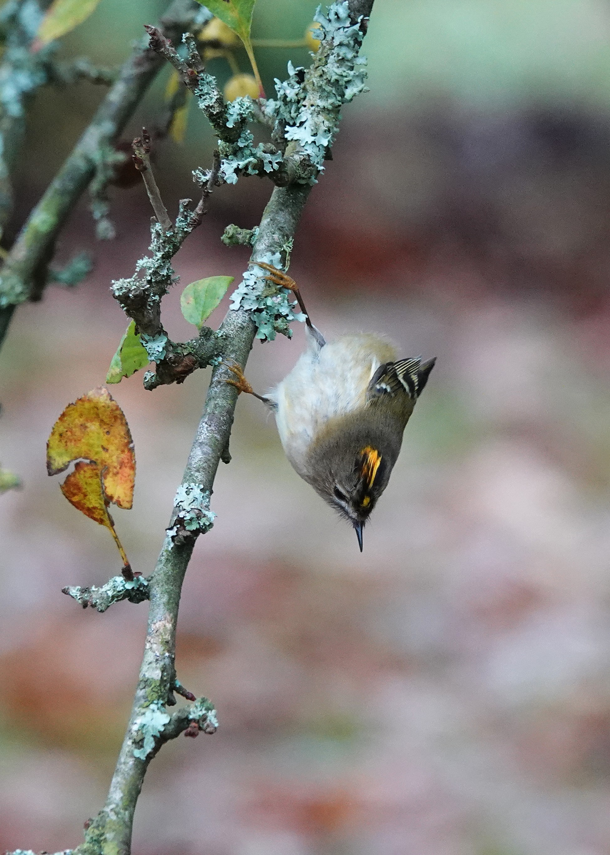 Photo of a goldcrest