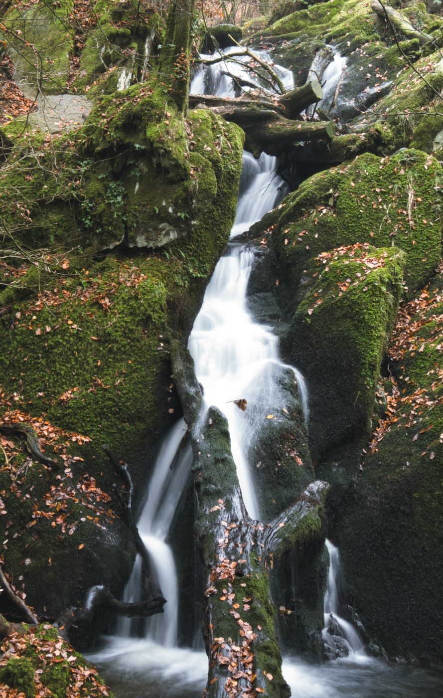 Photo of a tree in a waterfall