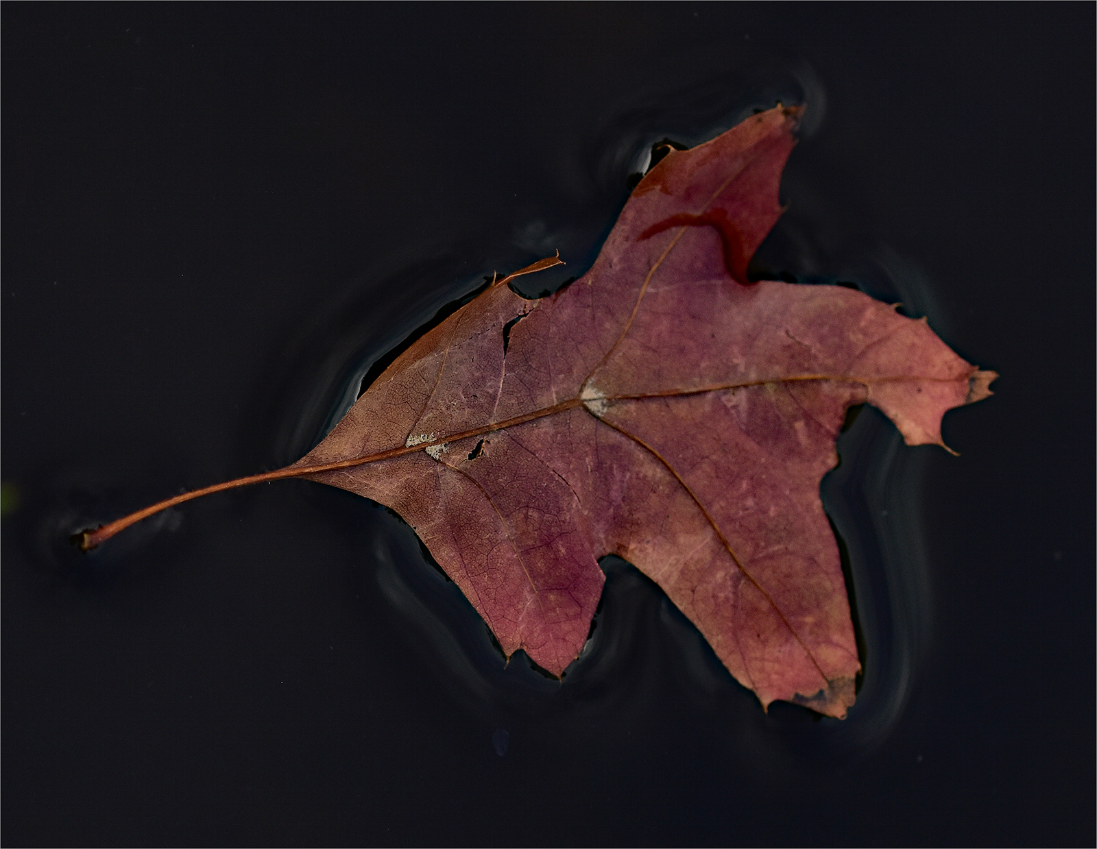 Photo of a floating leaf