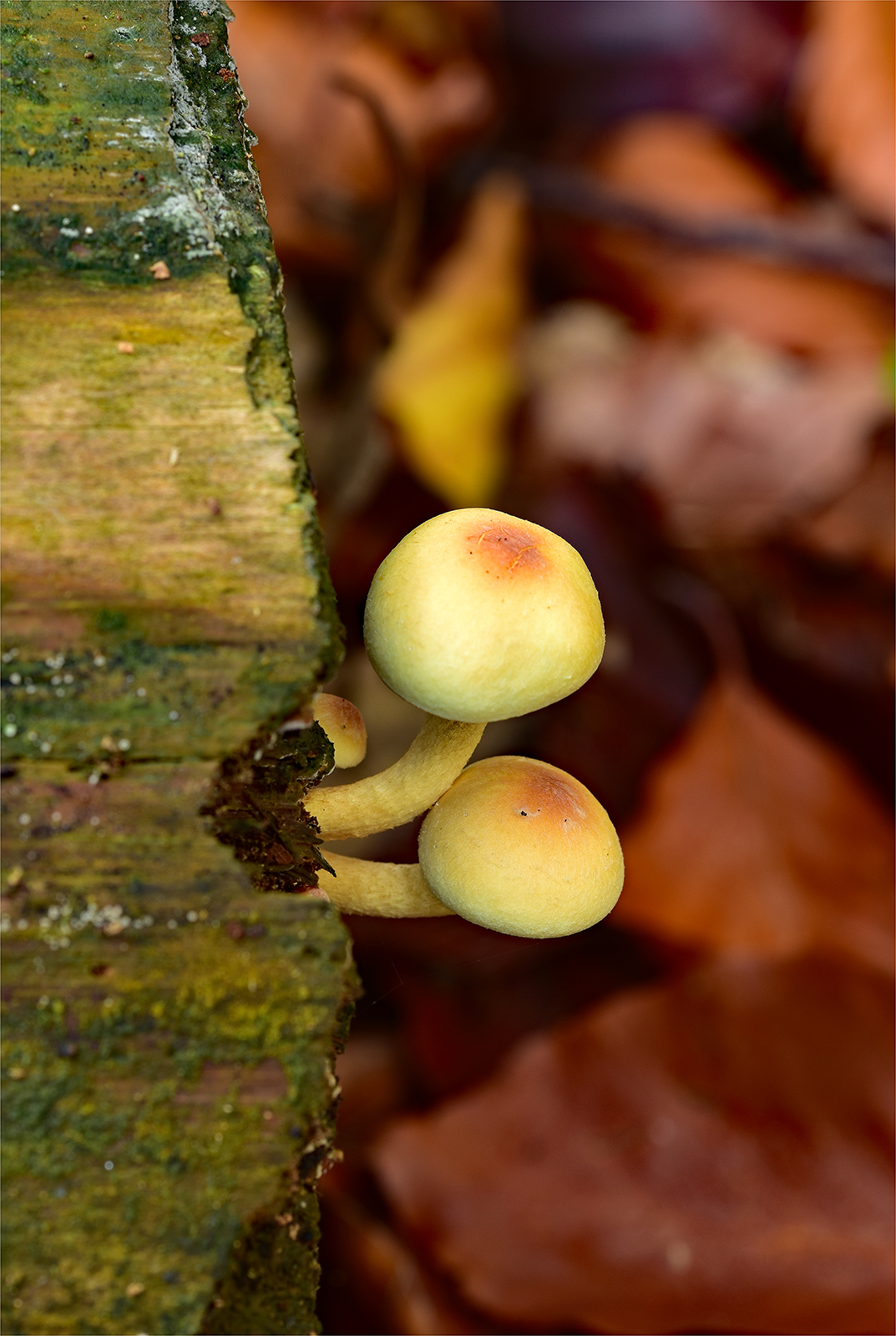 Photo of fungi