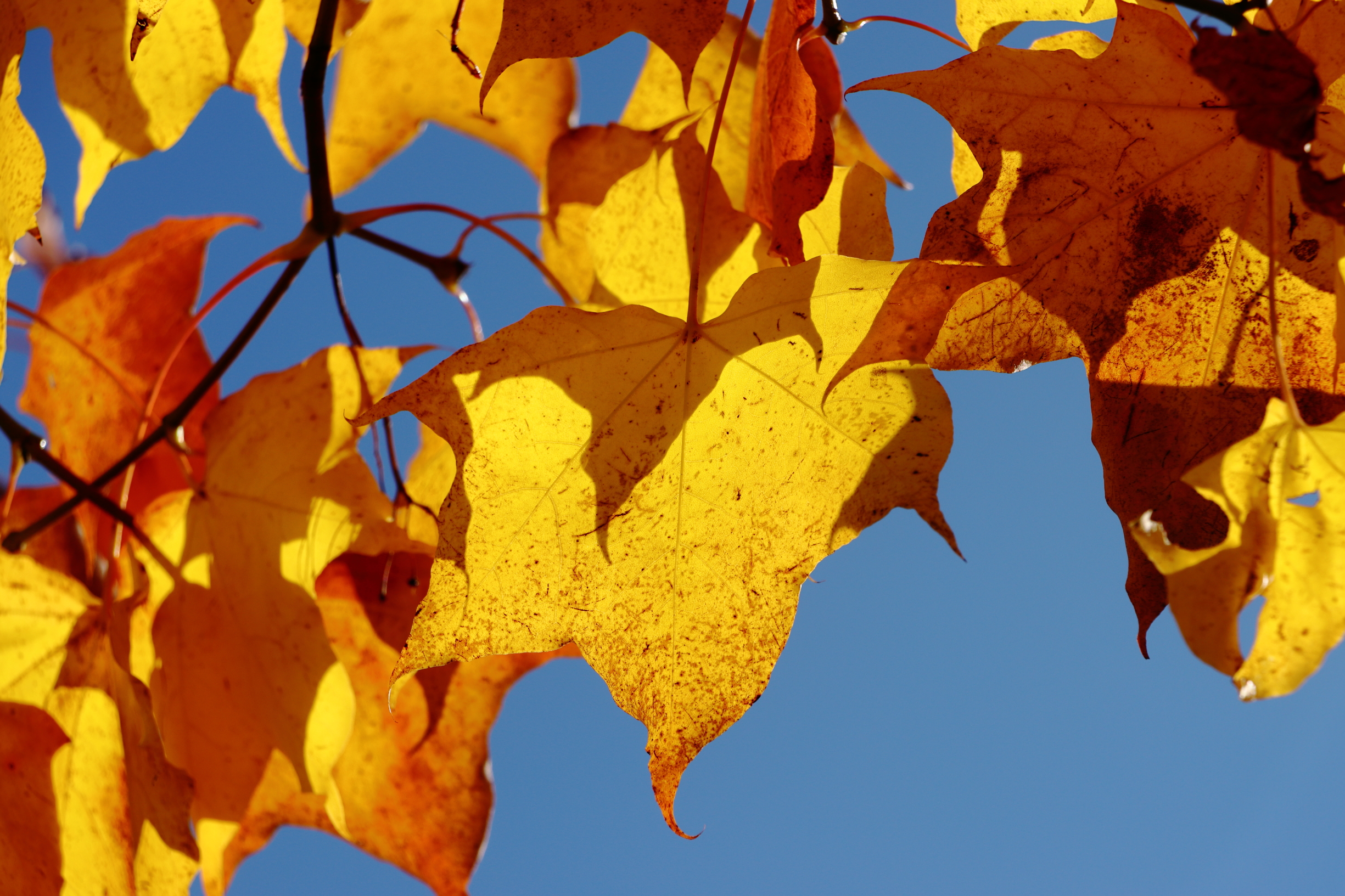 Photo of autumn leaves