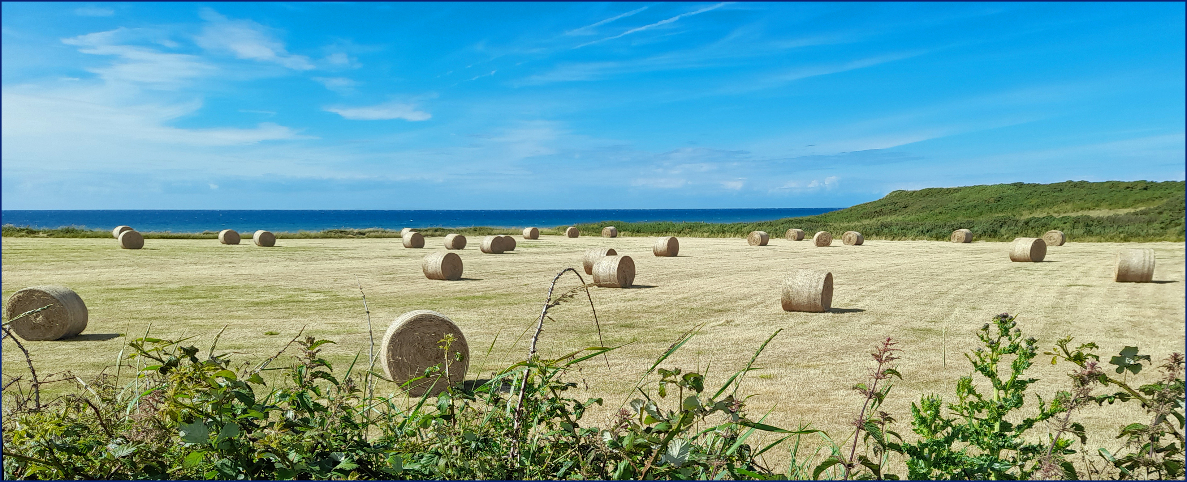 Photo of a harvest scene