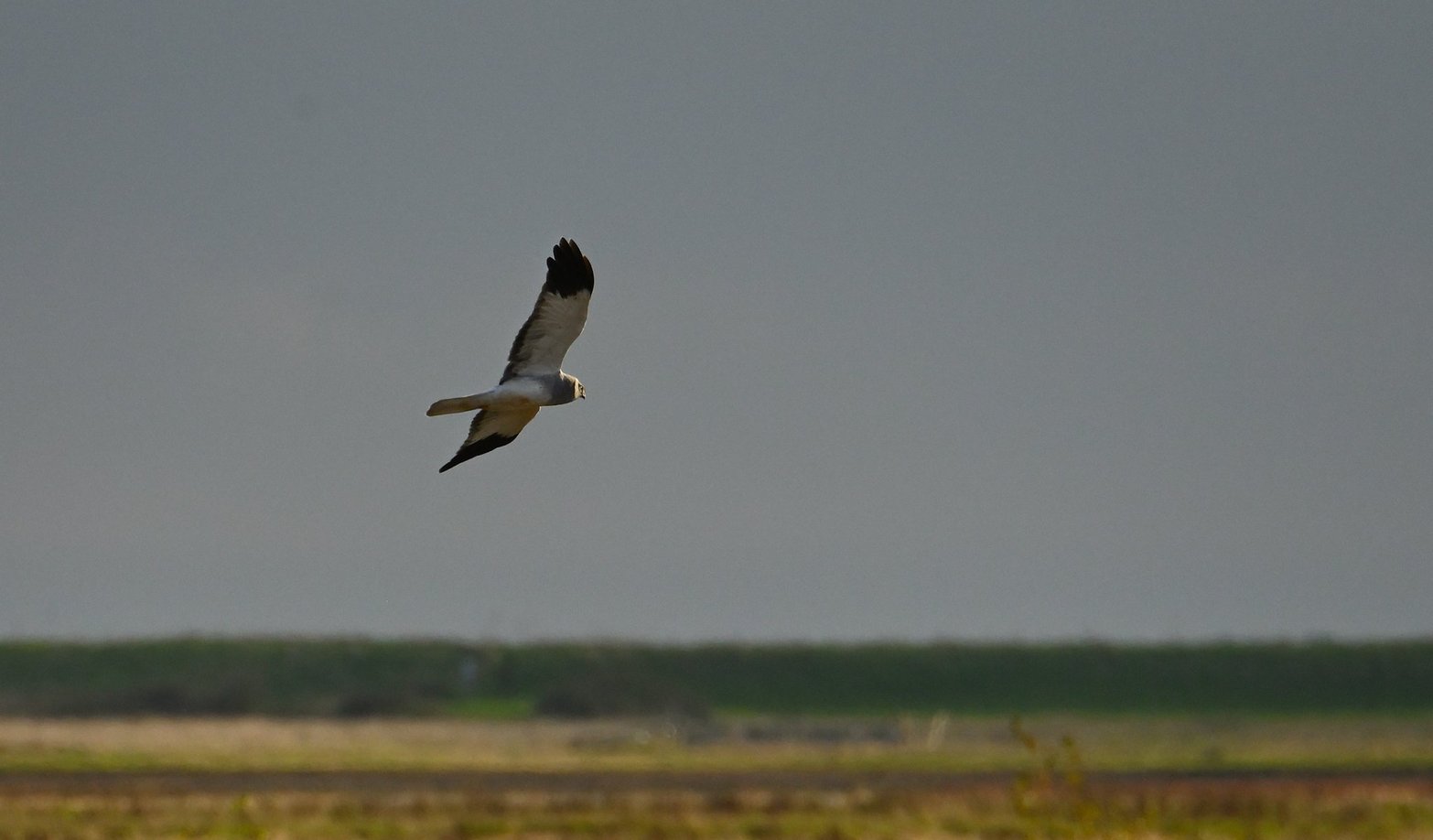 Photo of a hen harrier