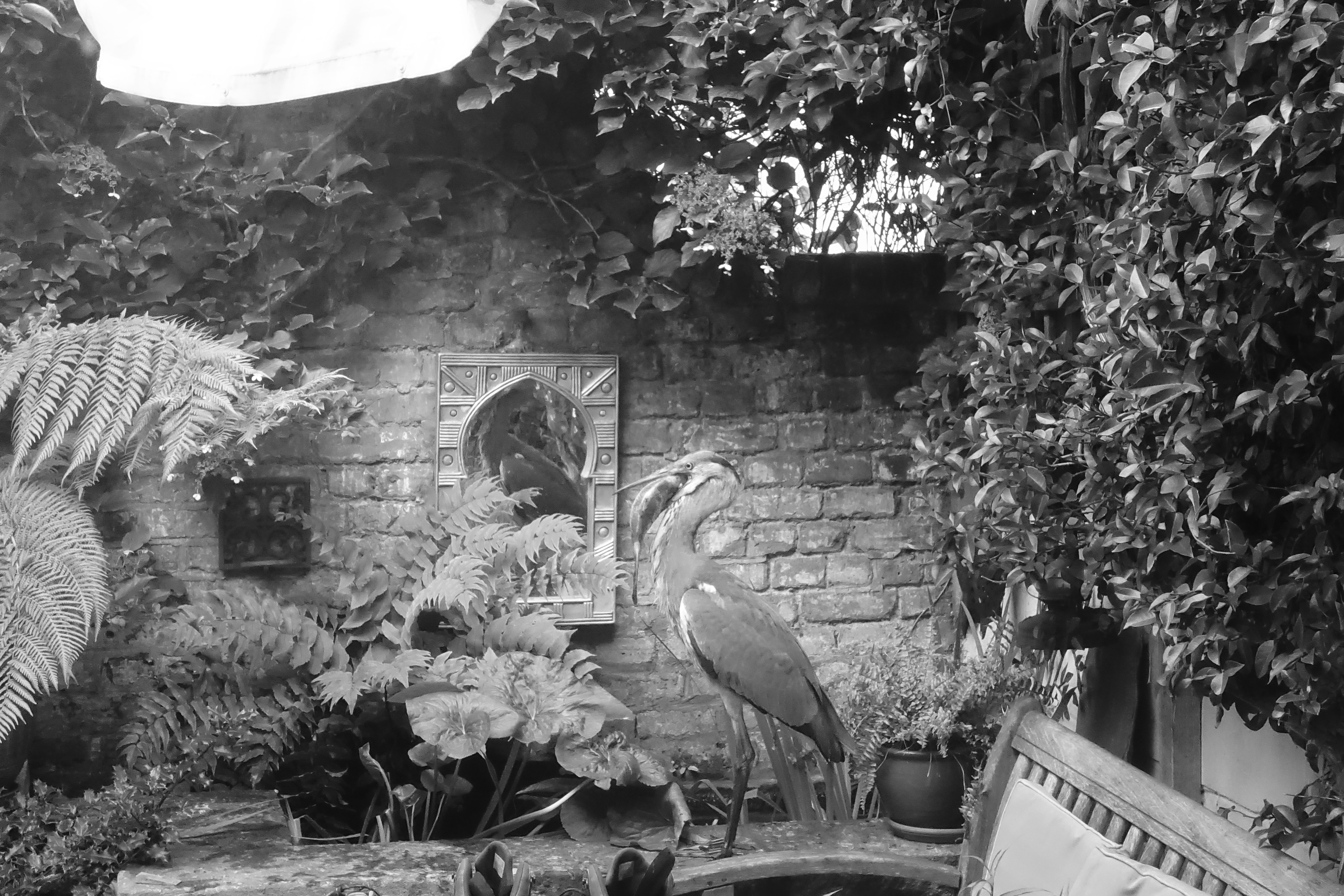 Black and white photo of a heron with a fish