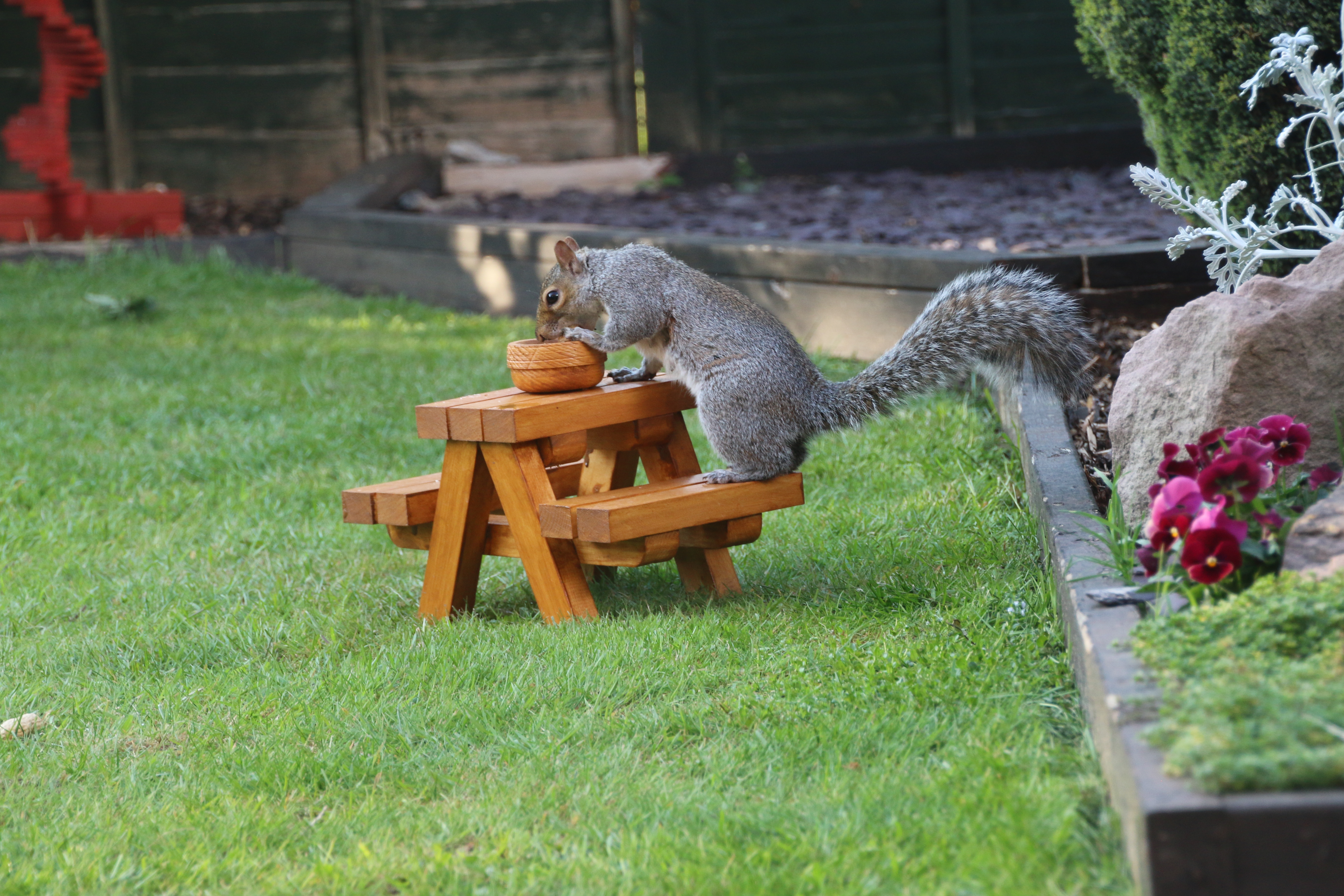 Photo of a squirrel at a tiny picnic bench
