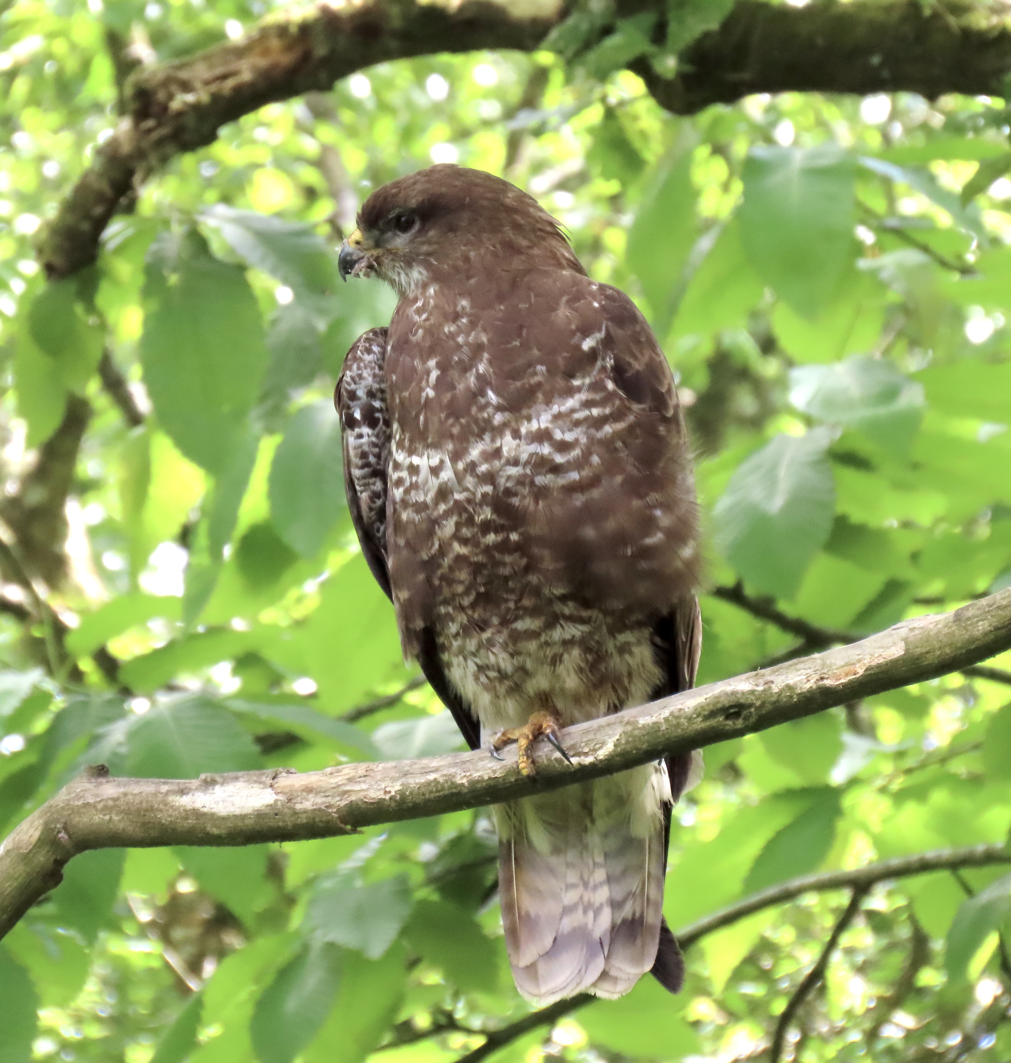 Photo of a buzzard