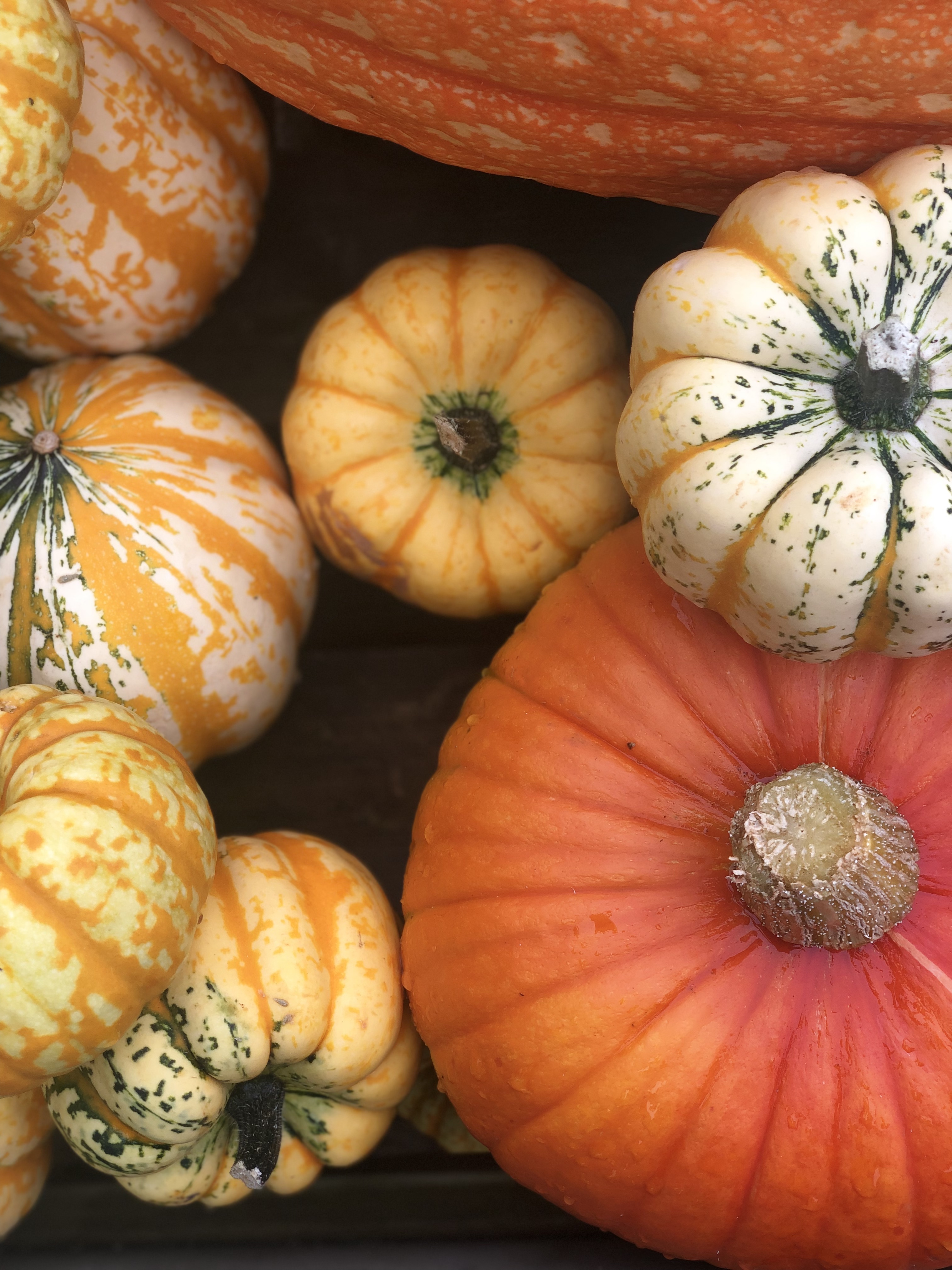 Photo of pumpkins