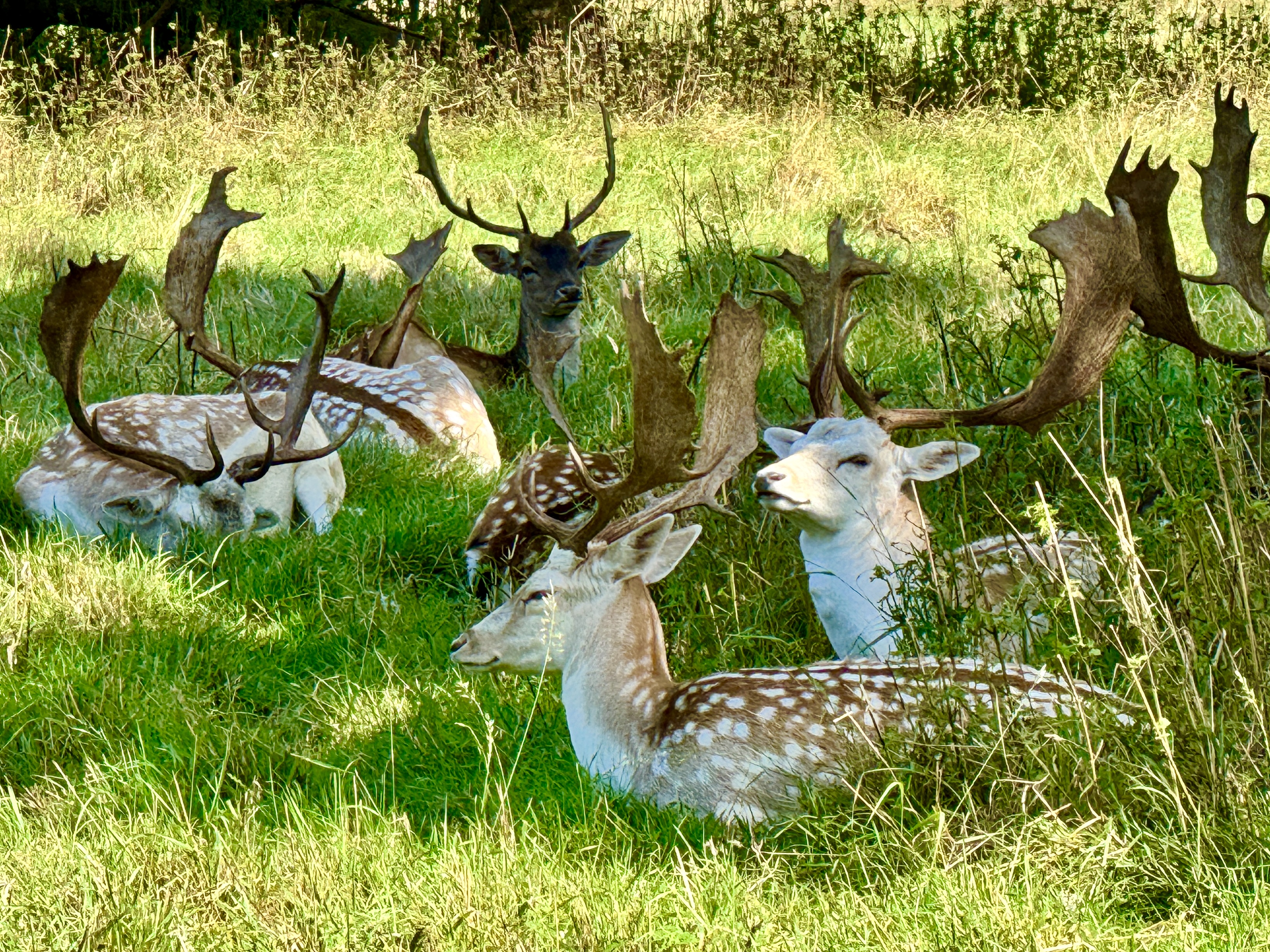 Photo of resting deer