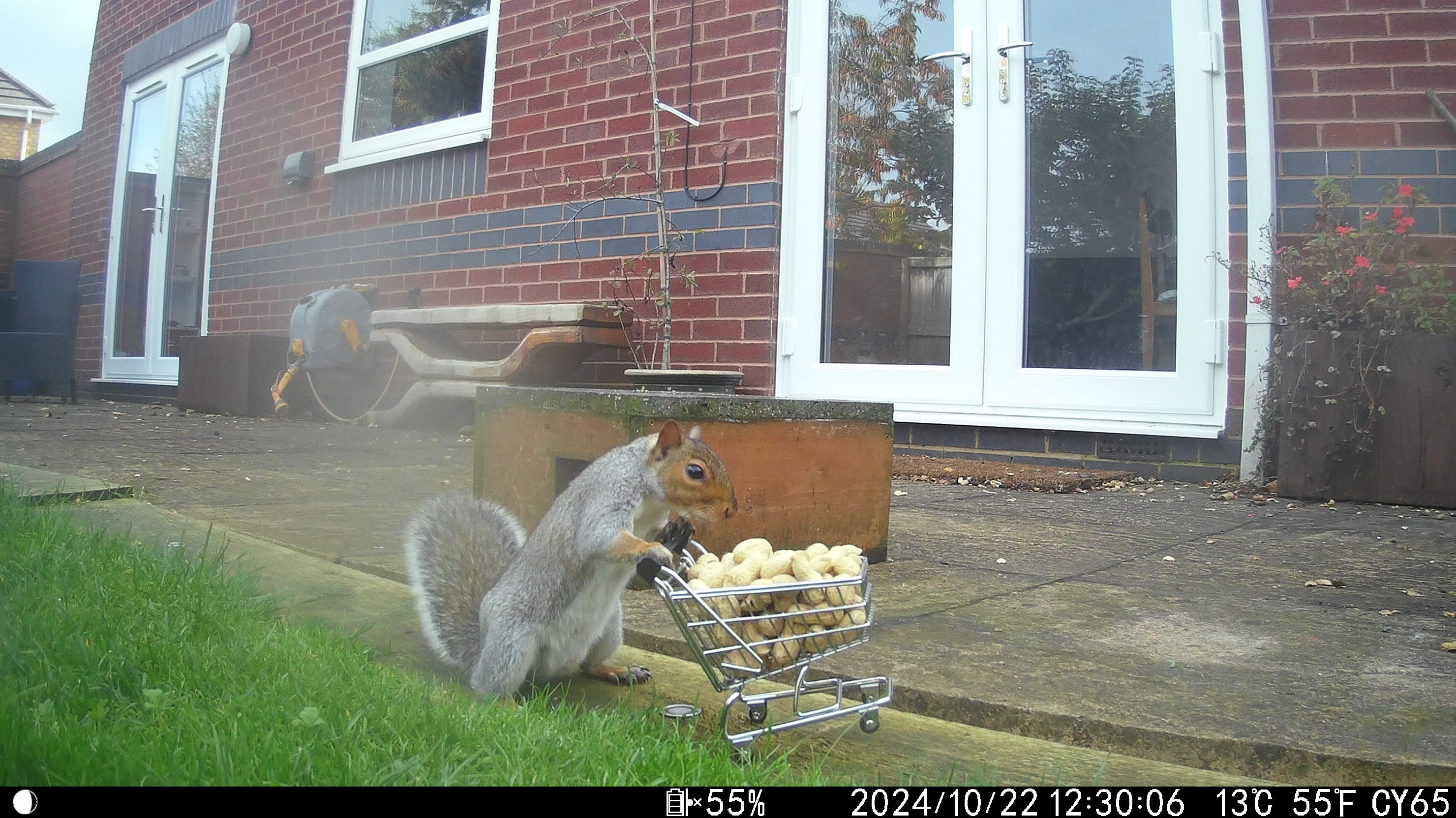 Photo of a squirrel with a shopping trolley