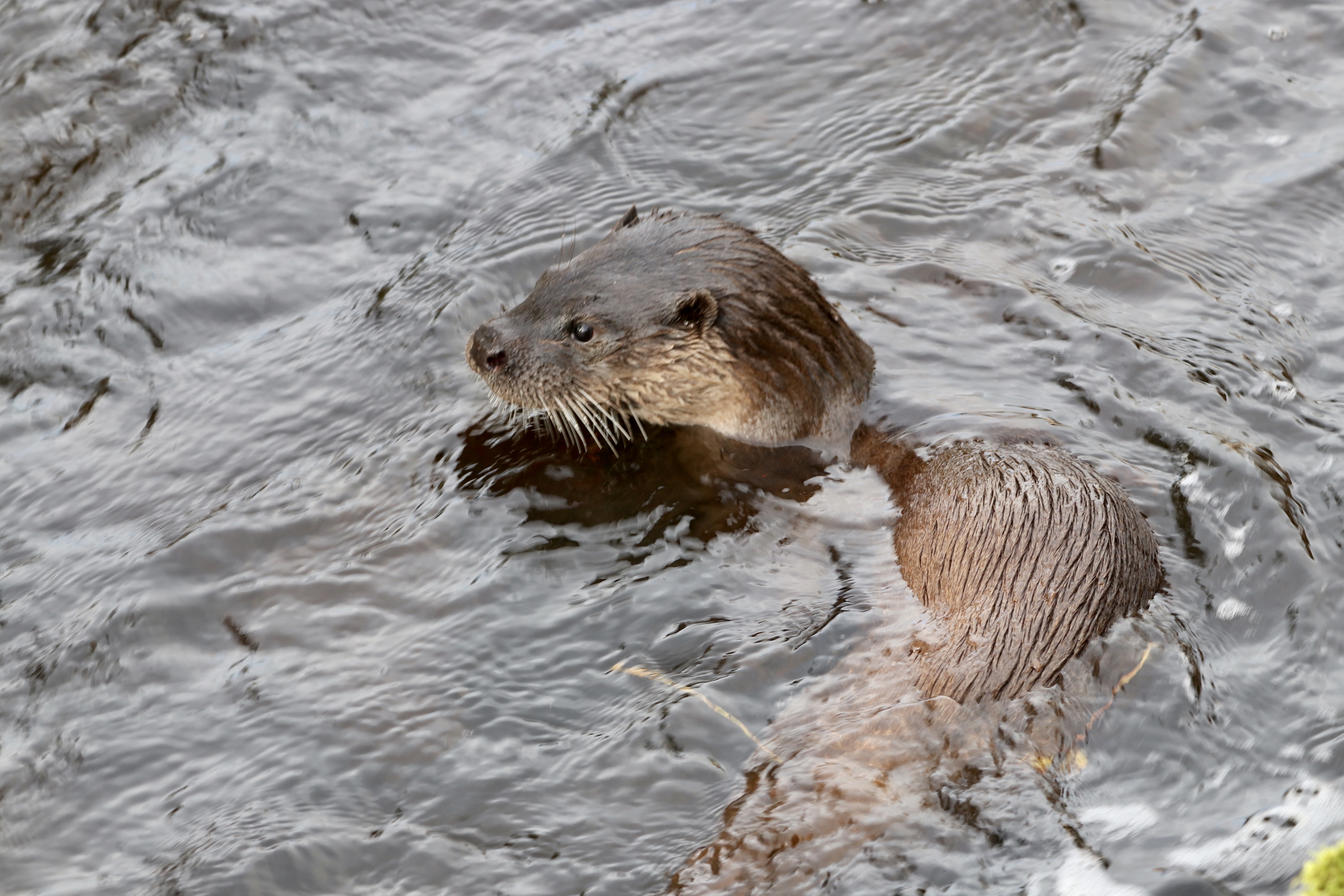 Photograph of a swimming otter