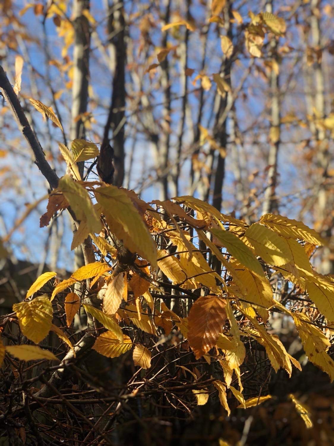 Photo of autumn leaves