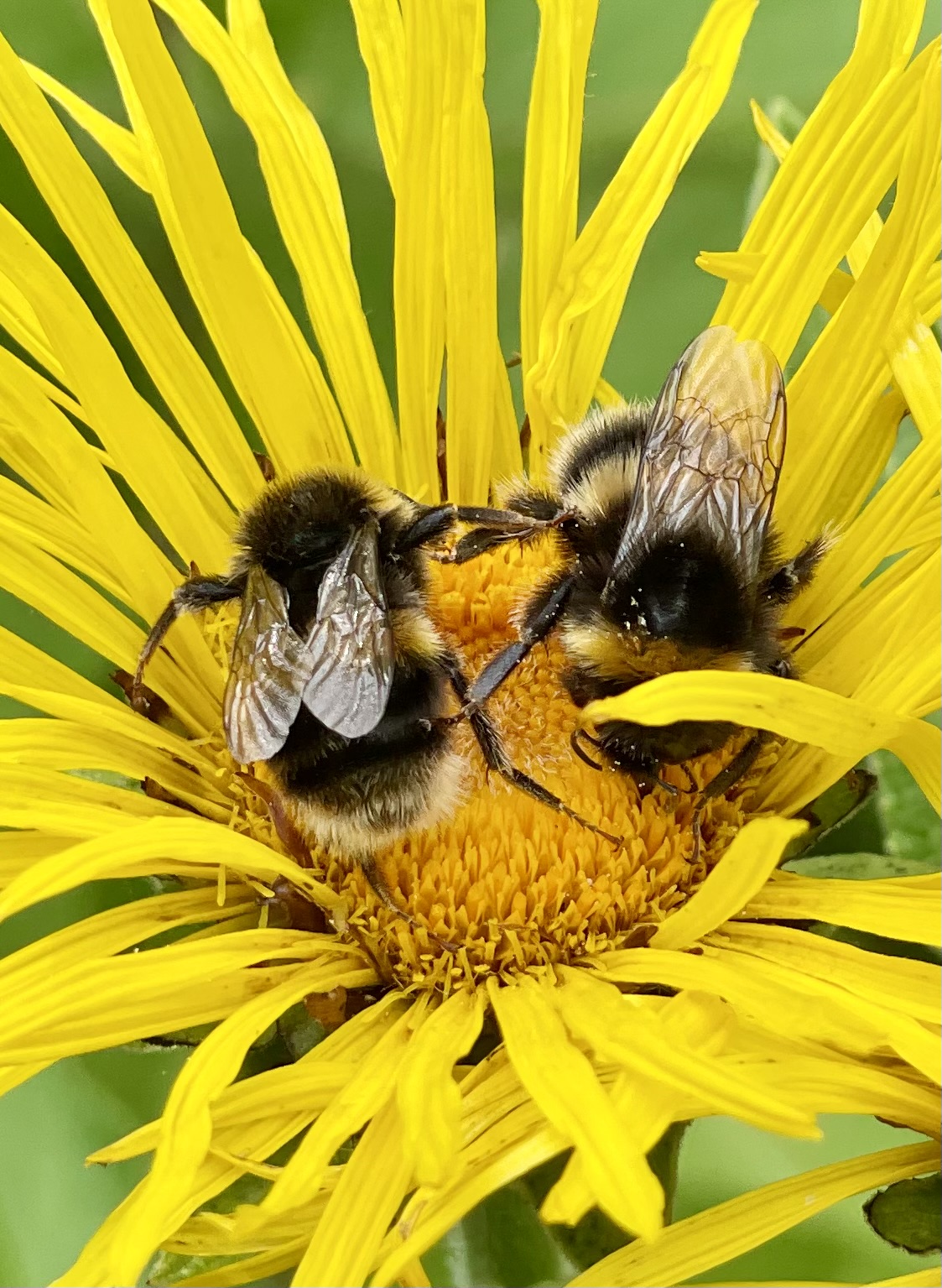 Photo of two bees in a yellow flower
