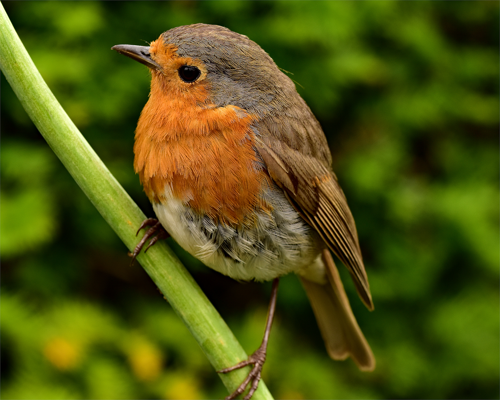 Photo of a robin