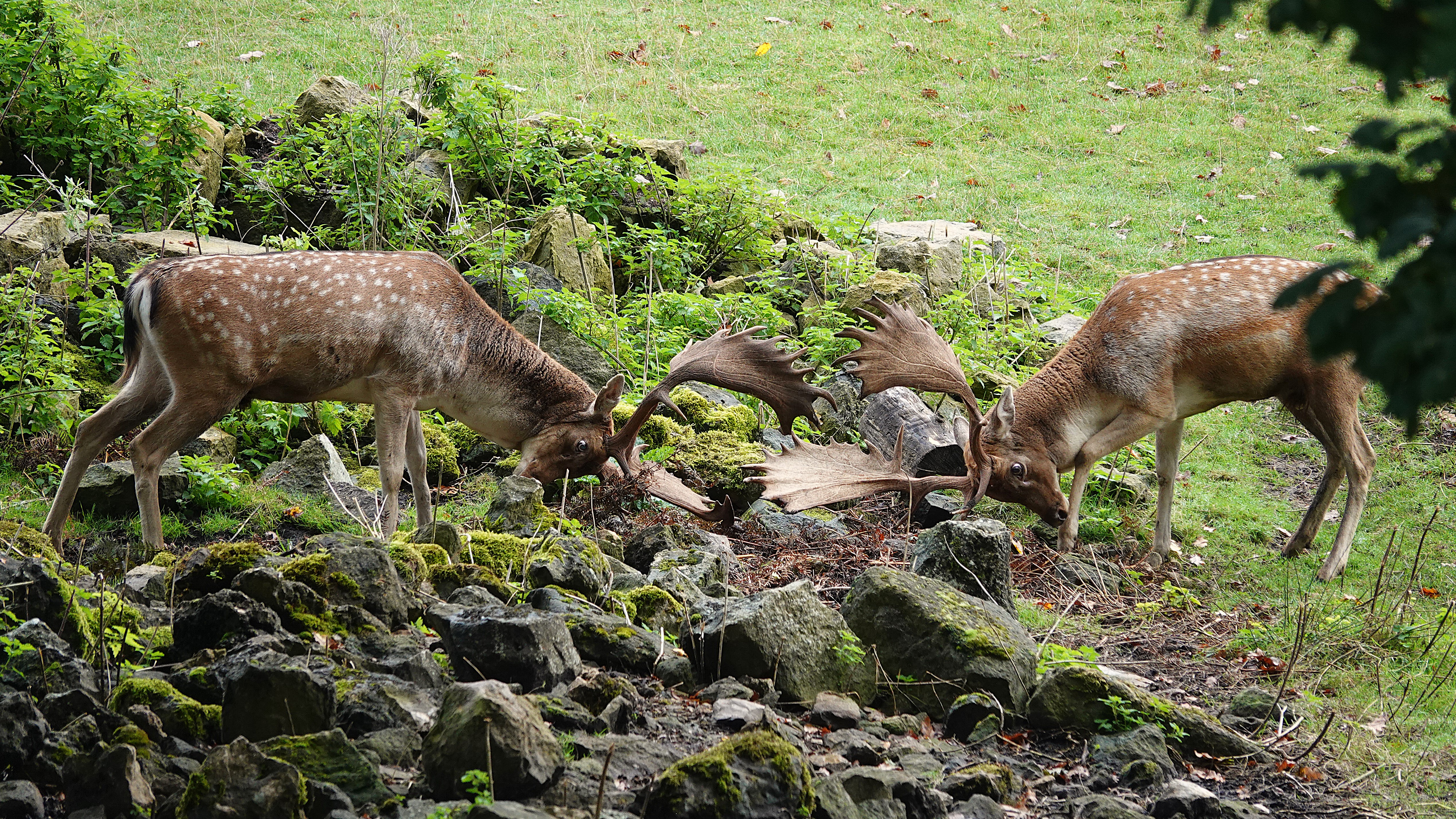 Photo of rutting deer