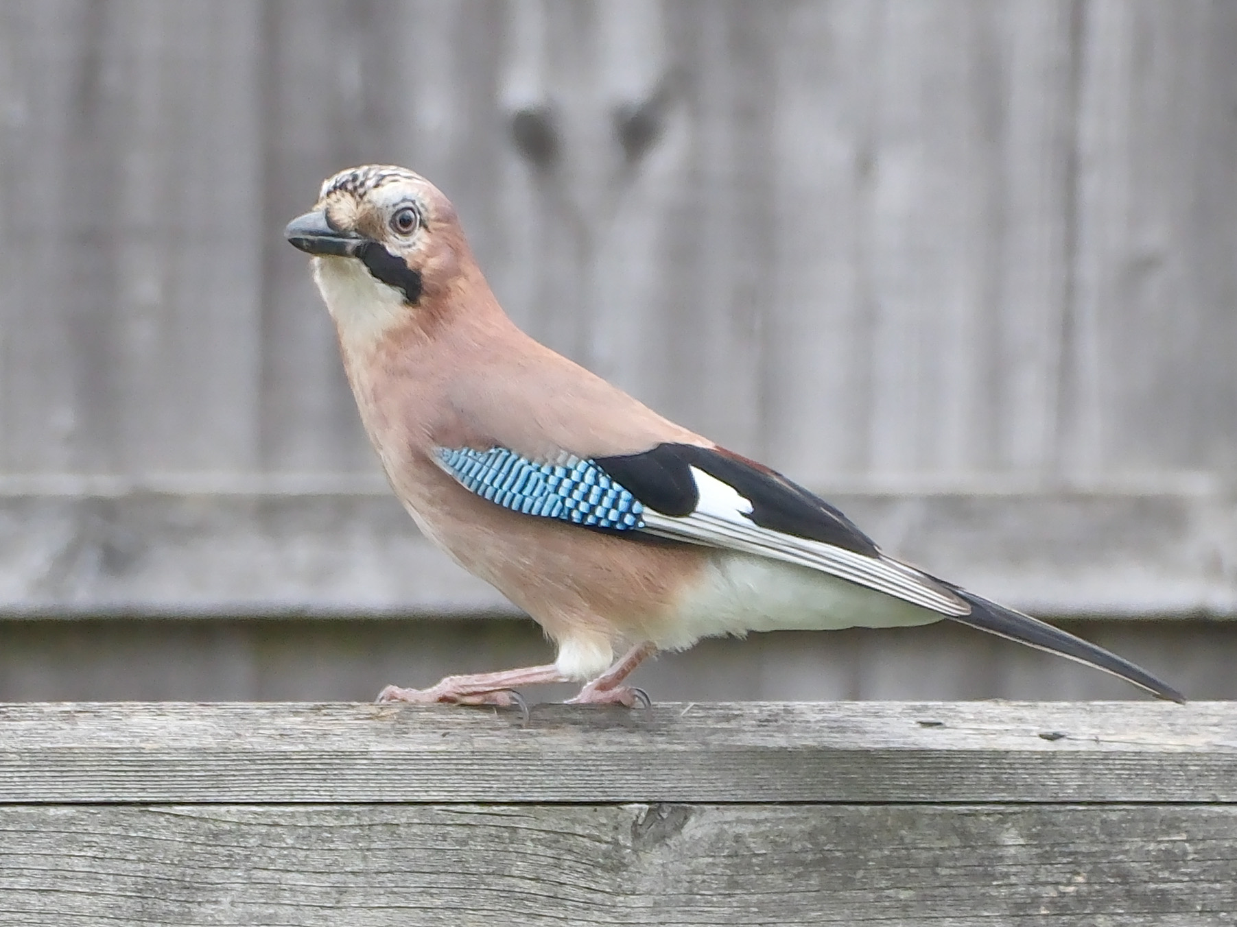 Photo of a jay