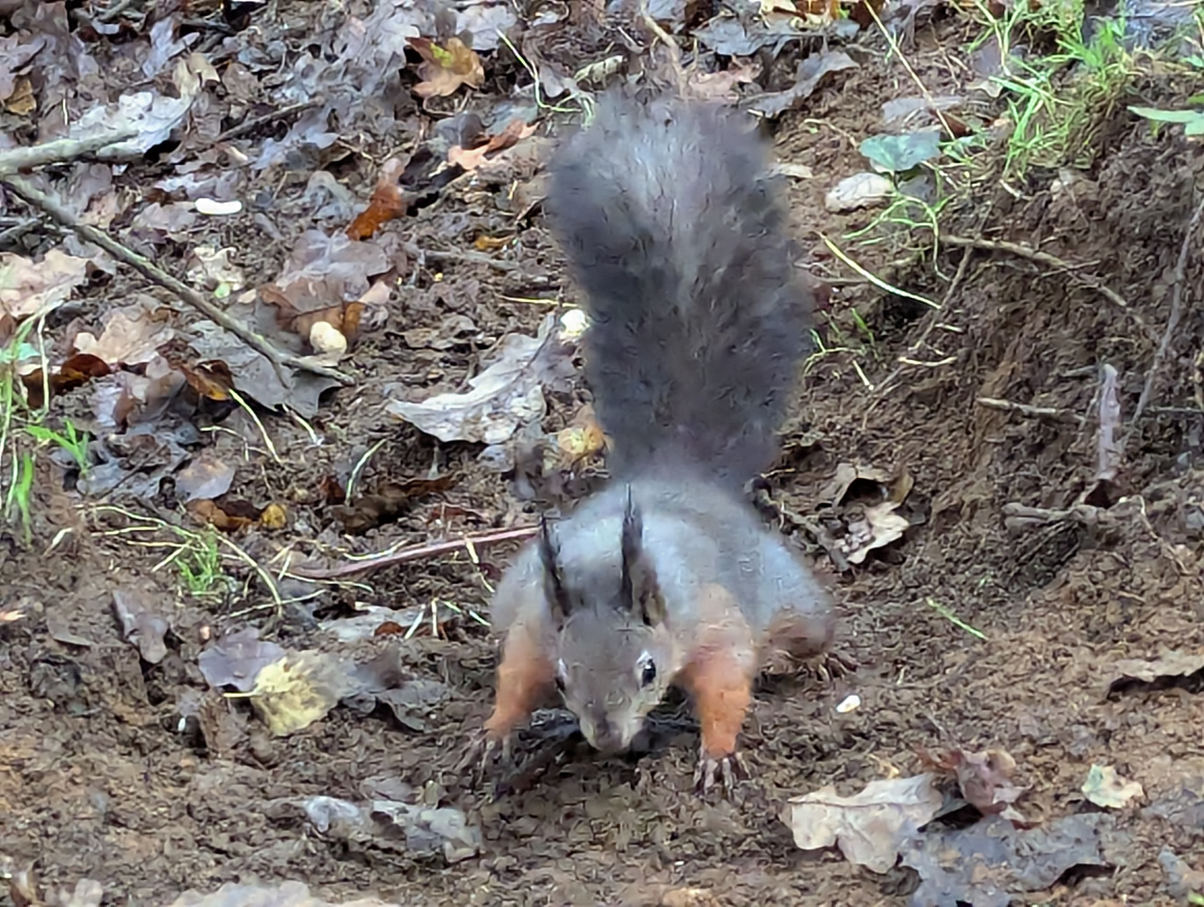 Photo of a red squirrel in leaves.