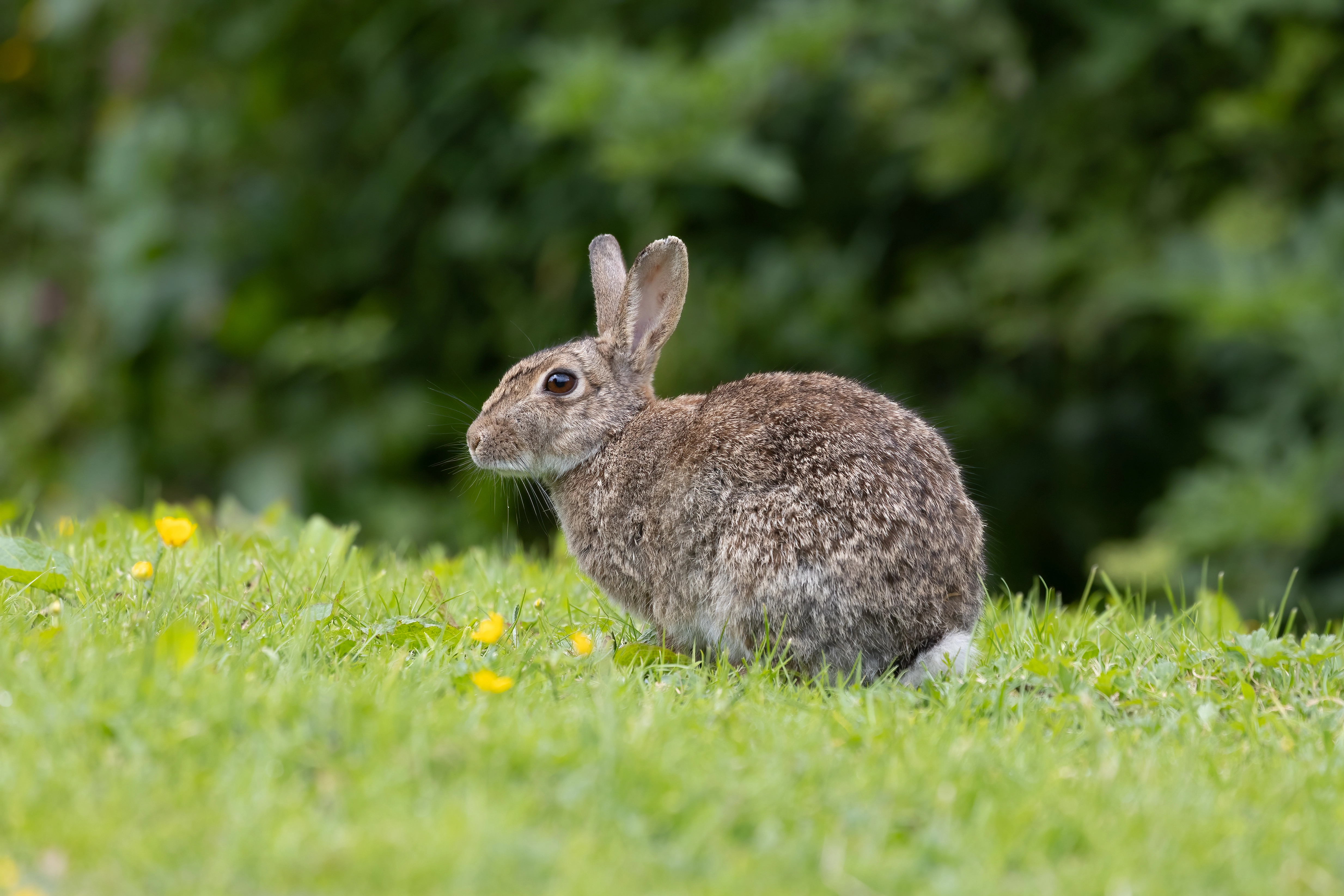 Photo of a rabbit