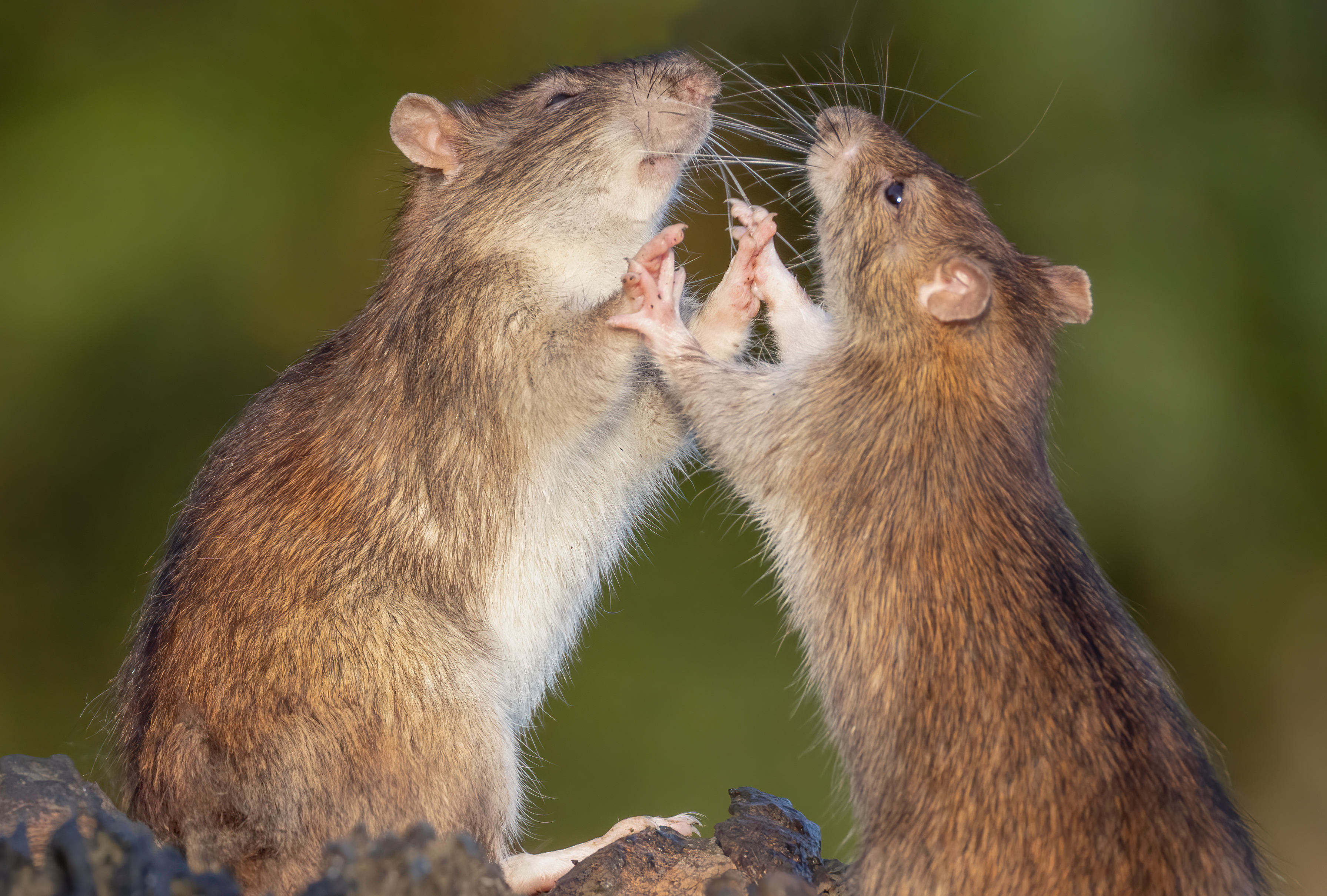 Photo of rats interacting