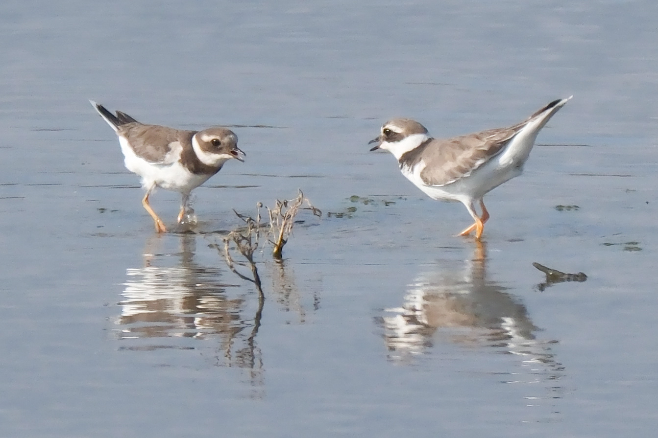 Photo of two ringed plovers stood in water