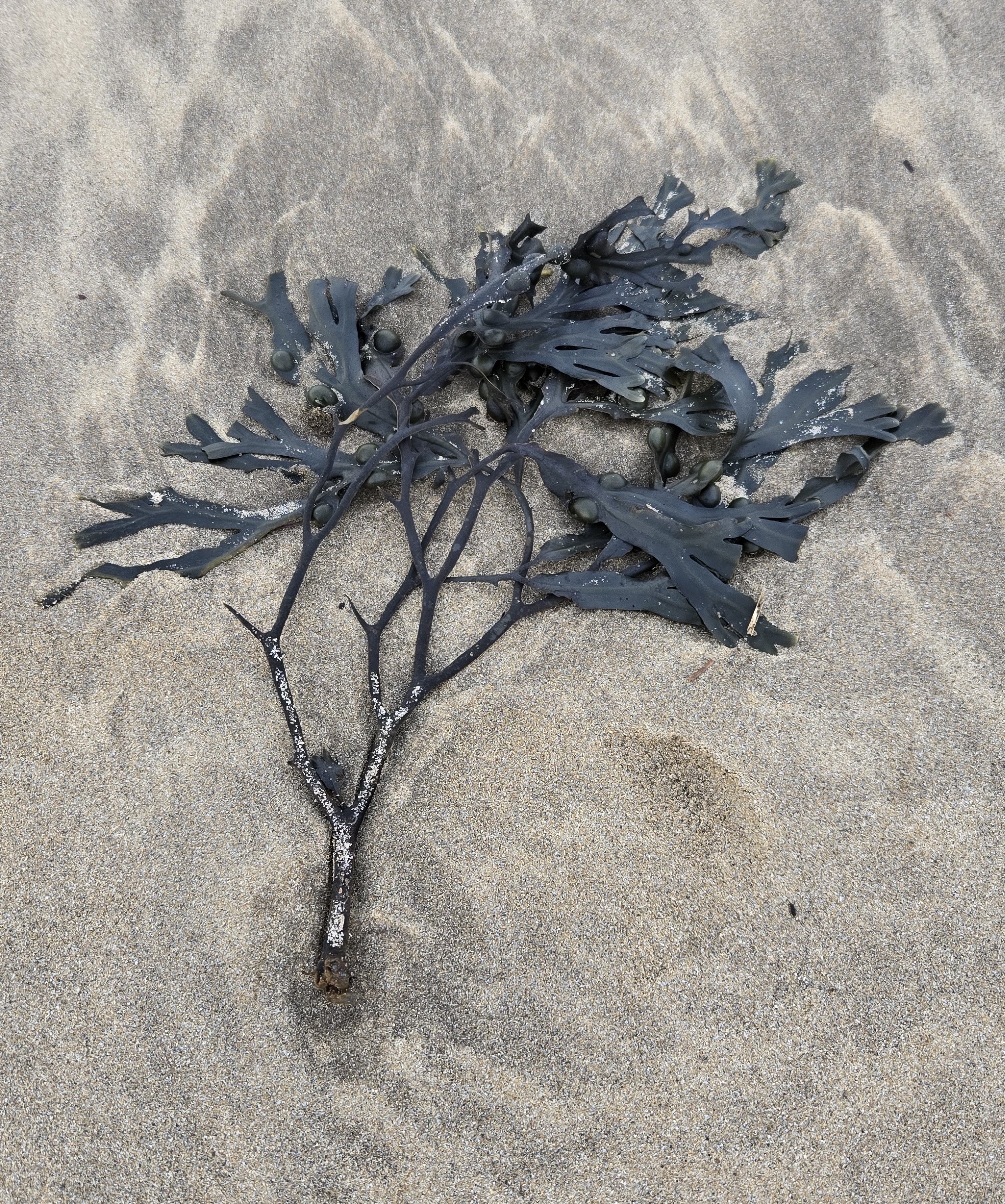 Photo of seaweed on sand