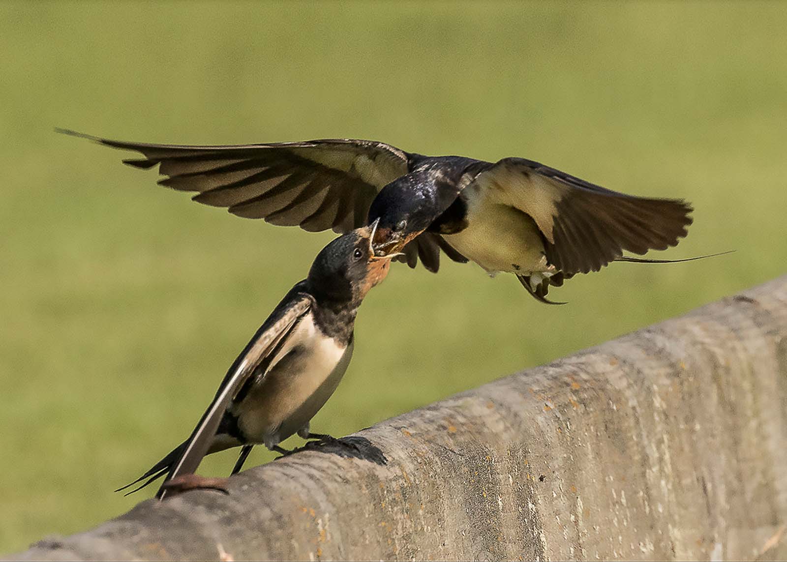 Photo of a swallow feeding its young