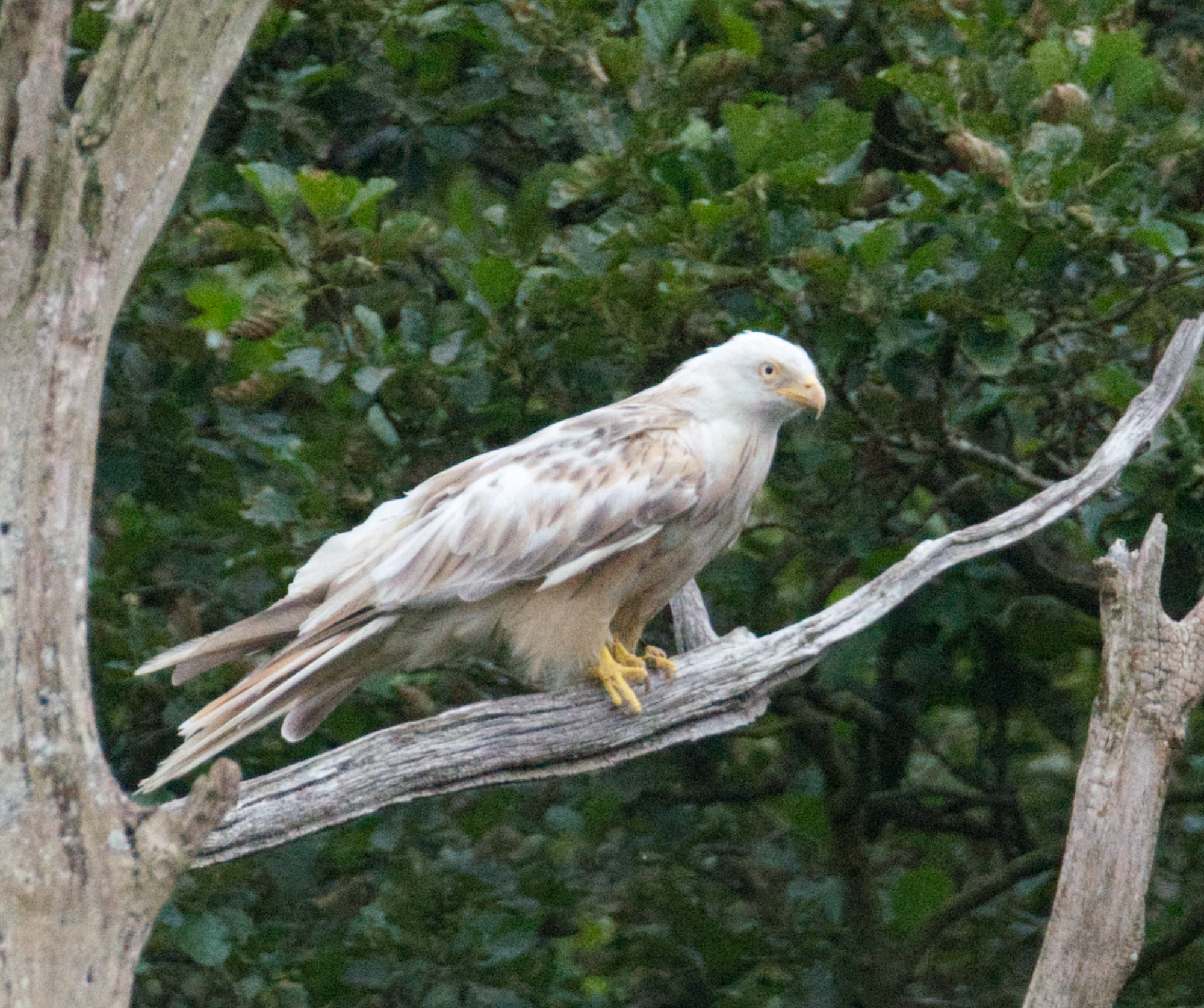 Photo of a pale red kite