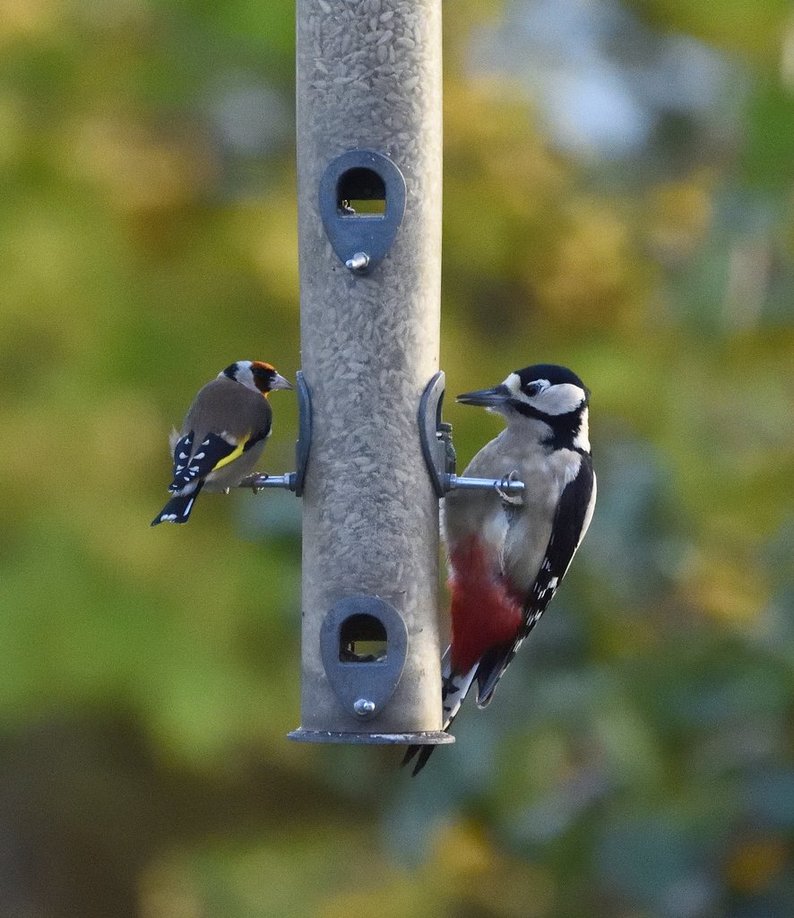 Photo of a goldfinch and a woodpecker