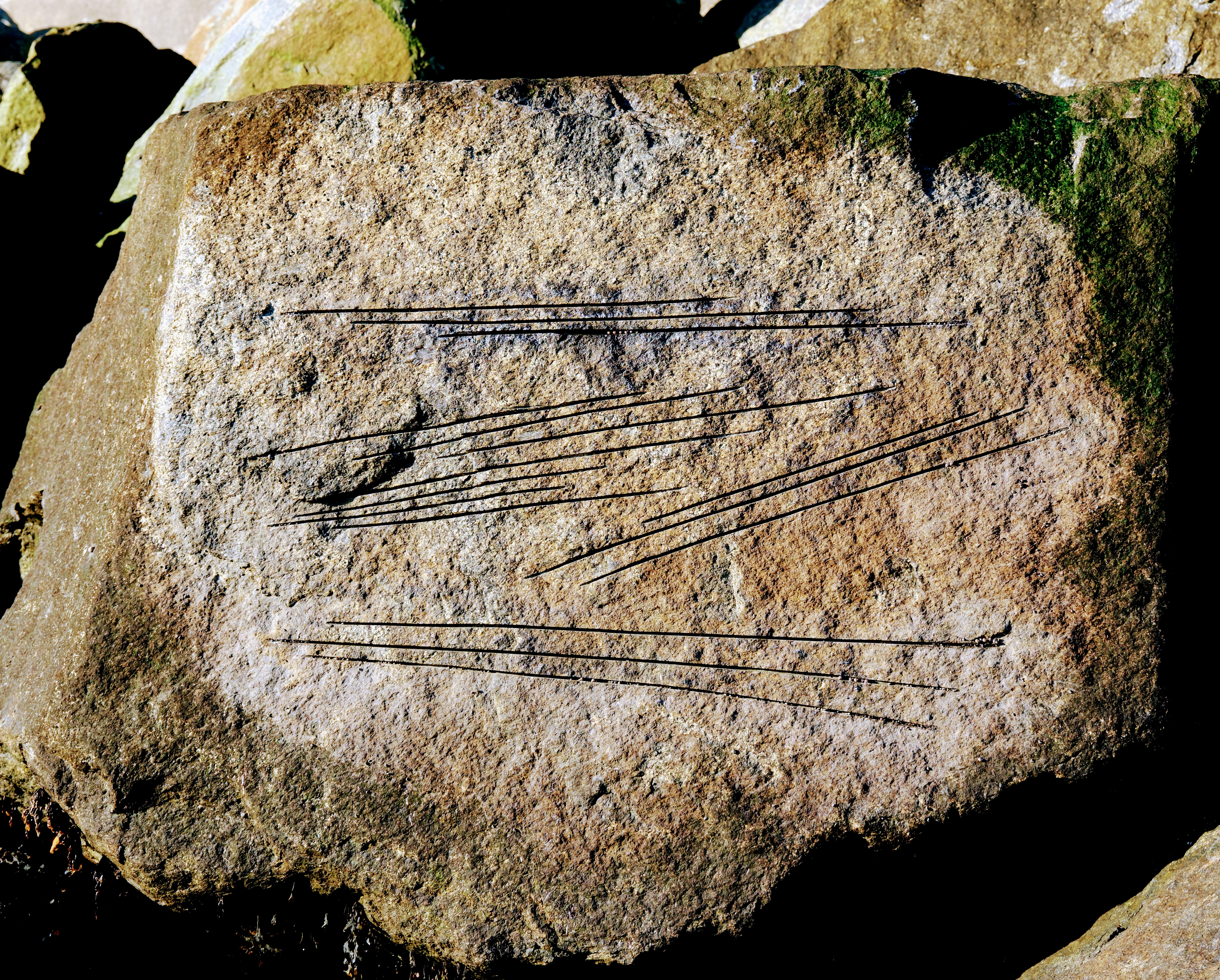 Photo of a striated boulter