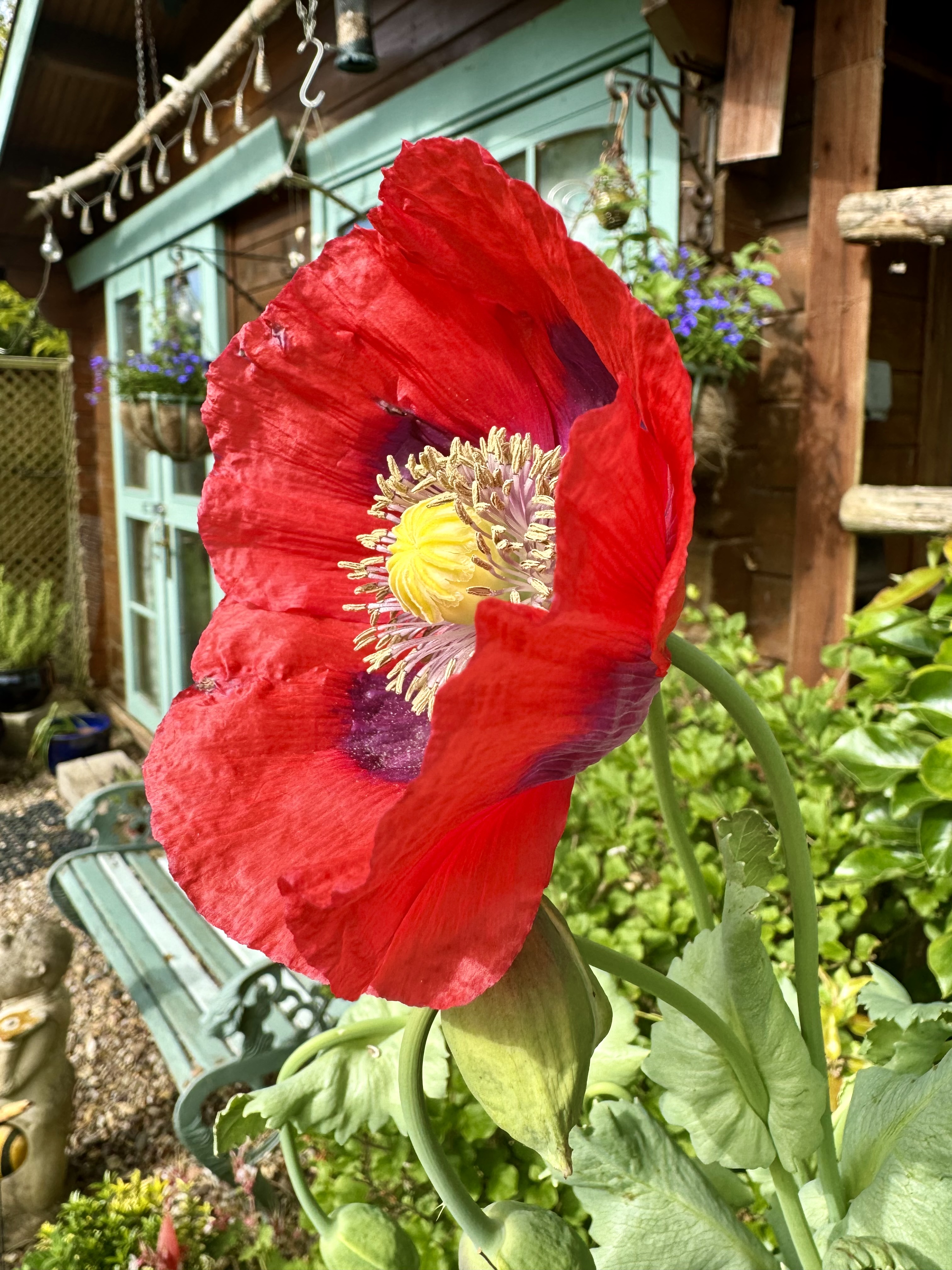 large red poppy with yellow centre