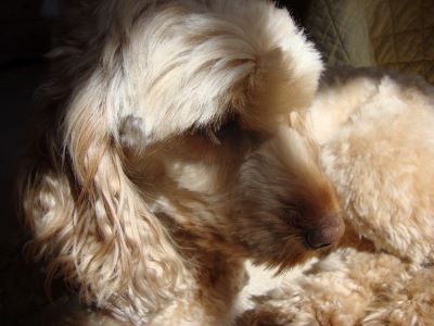 A close up of a cockapoo