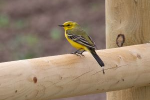 Birdtrack